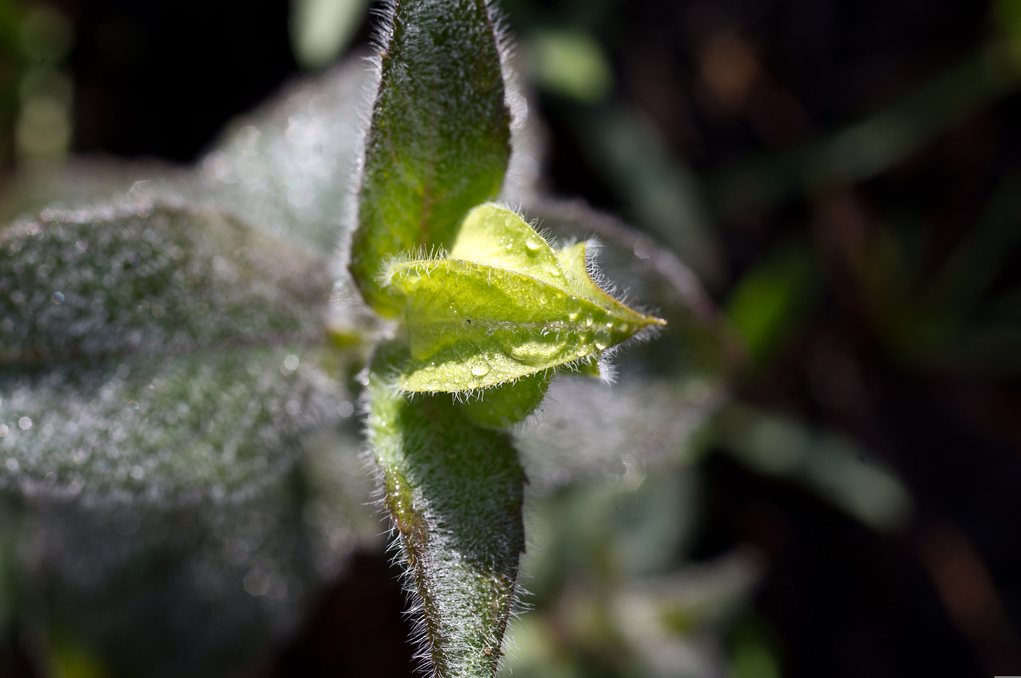 Pentax smc D-FA 50mm F2.8 Macro sample photo. Waiting to open photography