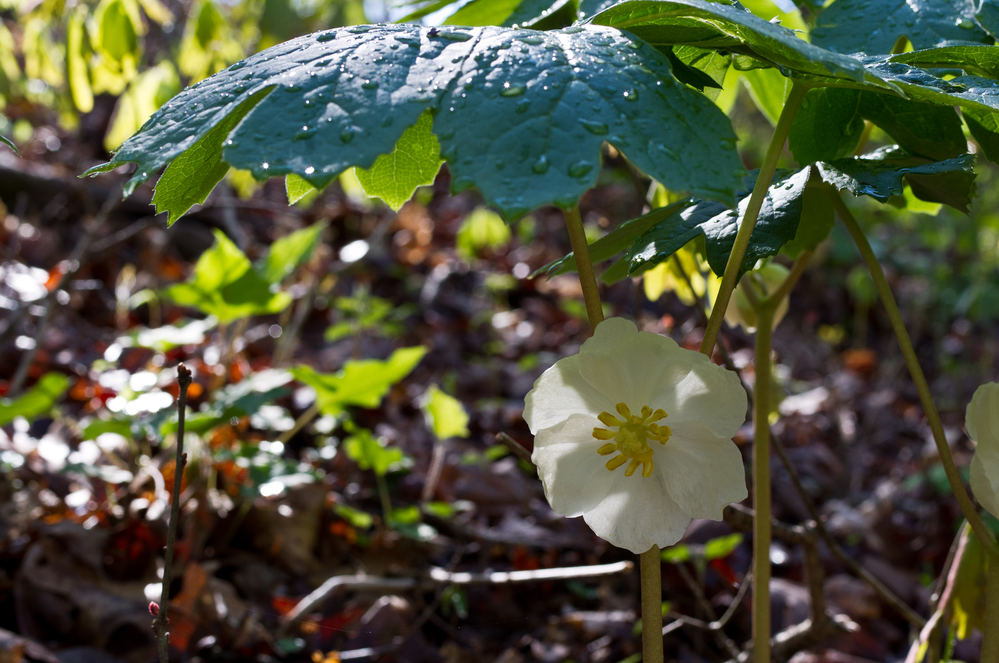 Pentax K-x + Pentax smc D-FA 50mm F2.8 Macro sample photo. Mayapple umbrella photography