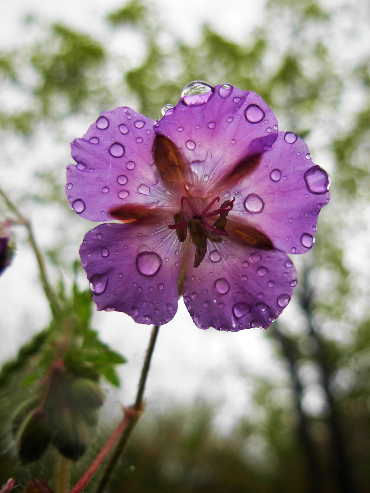 Nikon COOLPIX L5 sample photo. Flower after the storm photography