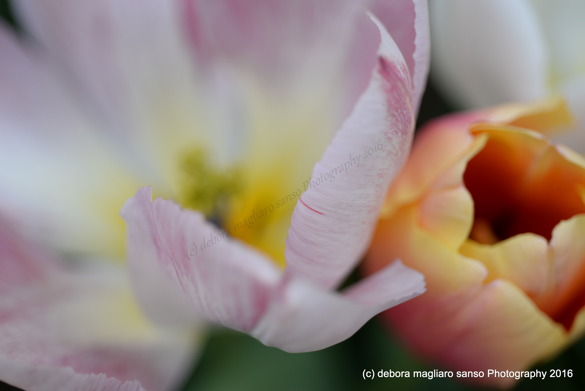 Nikon D610 + Nikon AF Micro-Nikkor 60mm F2.8D sample photo. Colors of spring photography