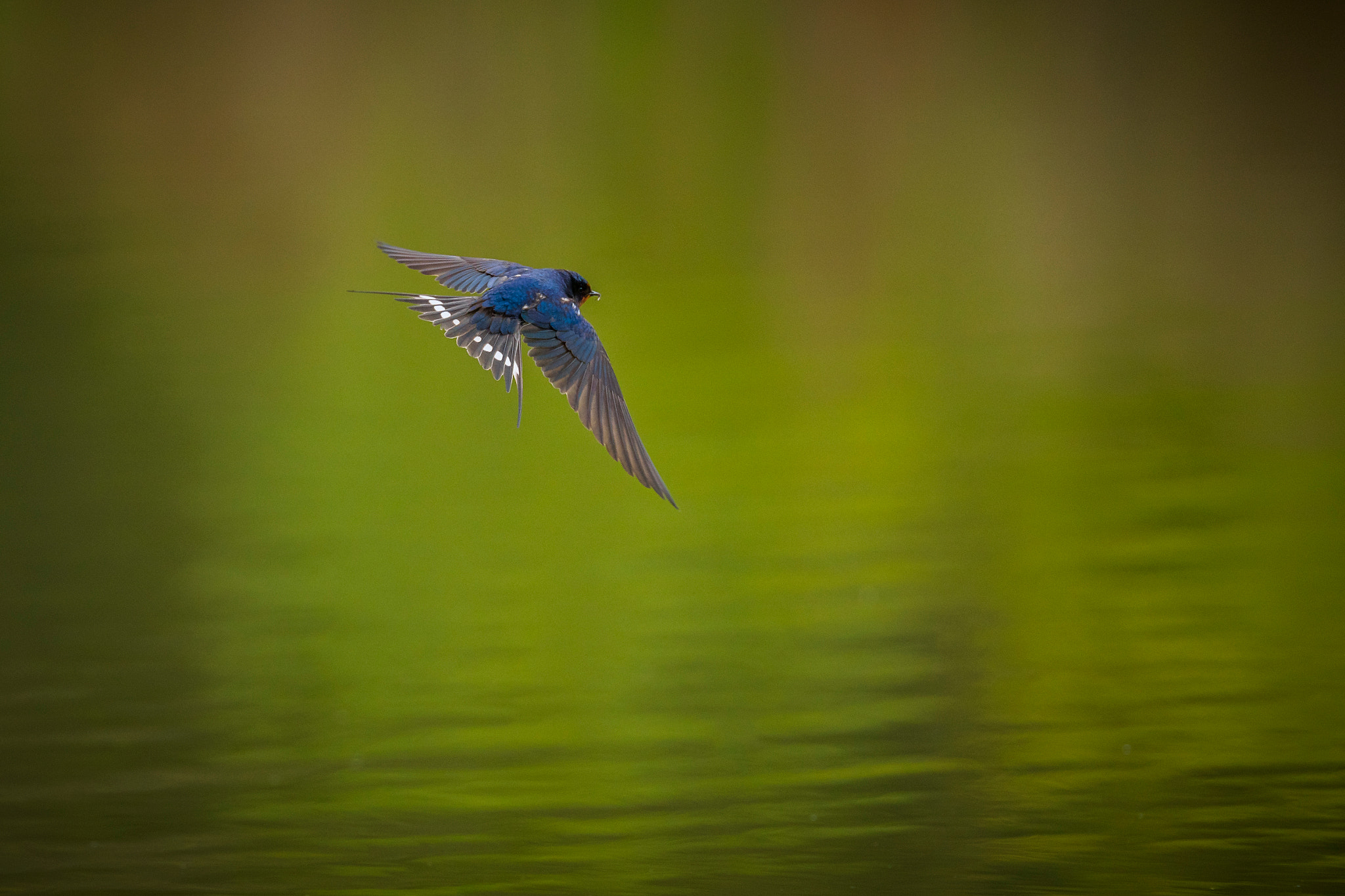 Sony ILCA-77M2 + Tamron SP 70-200mm F2.8 Di VC USD sample photo. Rauchschwalbe (hirundo rustica) photography