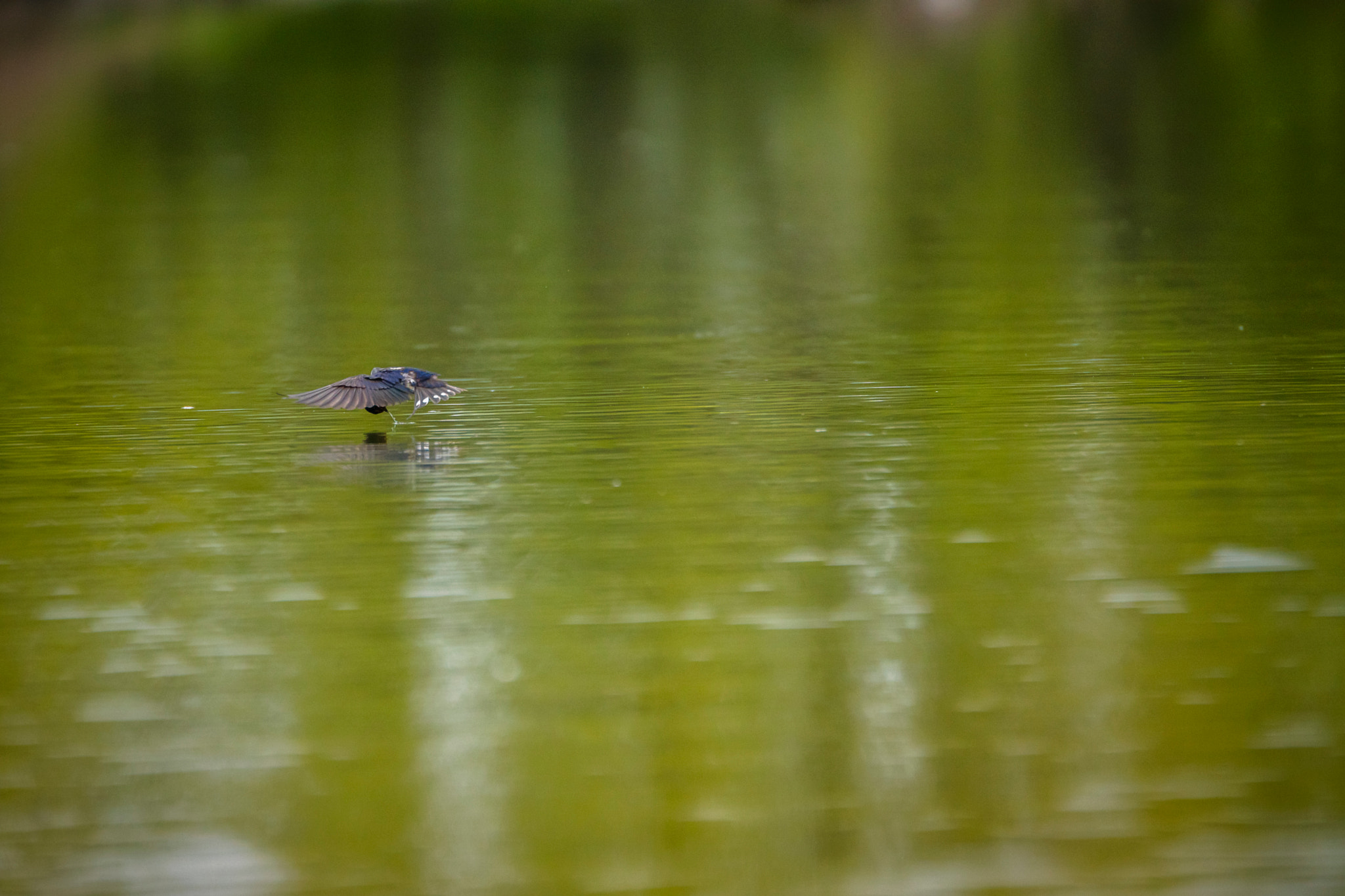 Sony ILCA-77M2 + Tamron SP 70-200mm F2.8 Di VC USD sample photo. Rauchschwalbe (hirundo rustica) photography