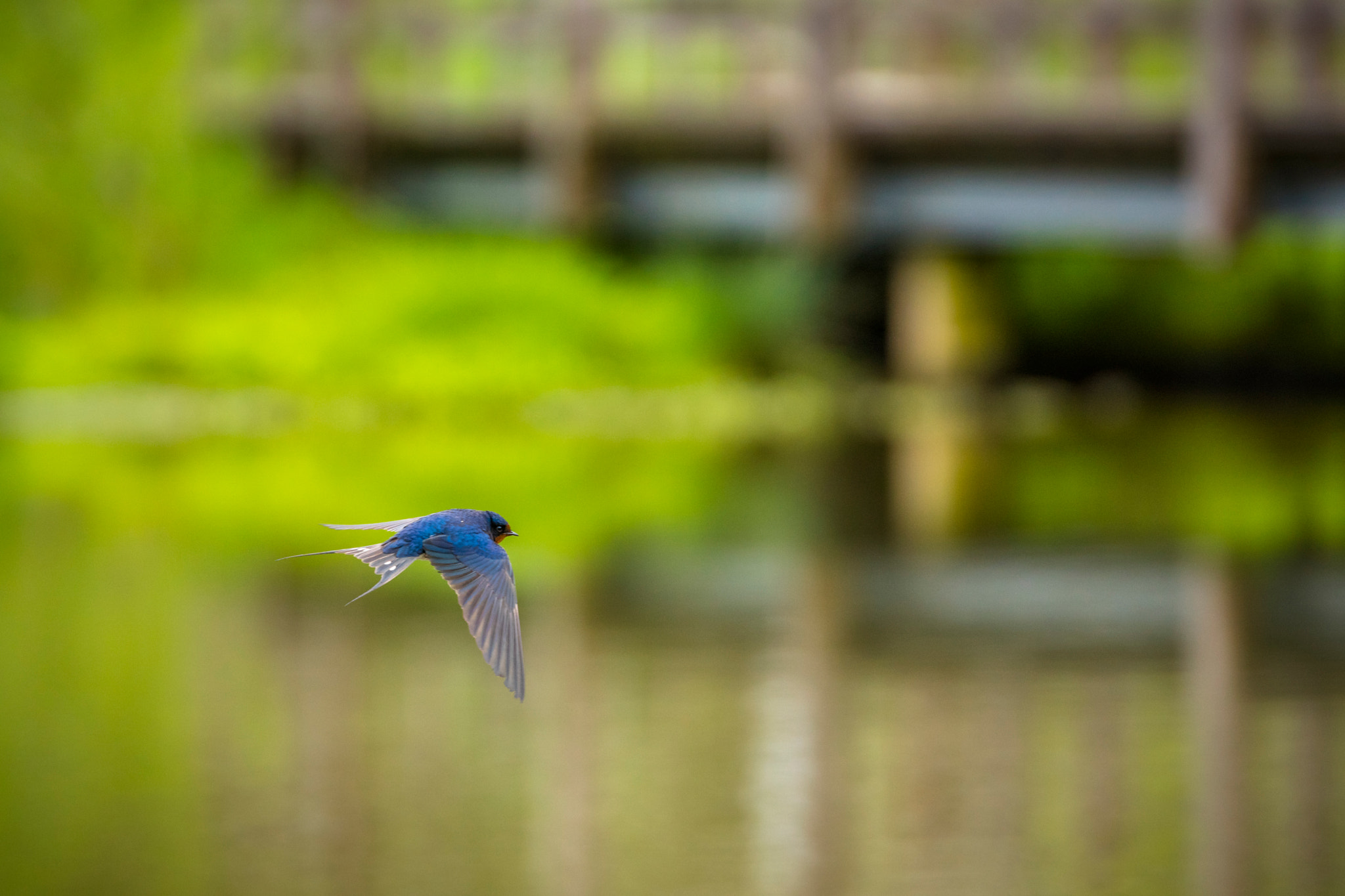 Sony ILCA-77M2 + Tamron SP 70-200mm F2.8 Di VC USD sample photo. Rauchschwalbe (hirundo rustica) photography