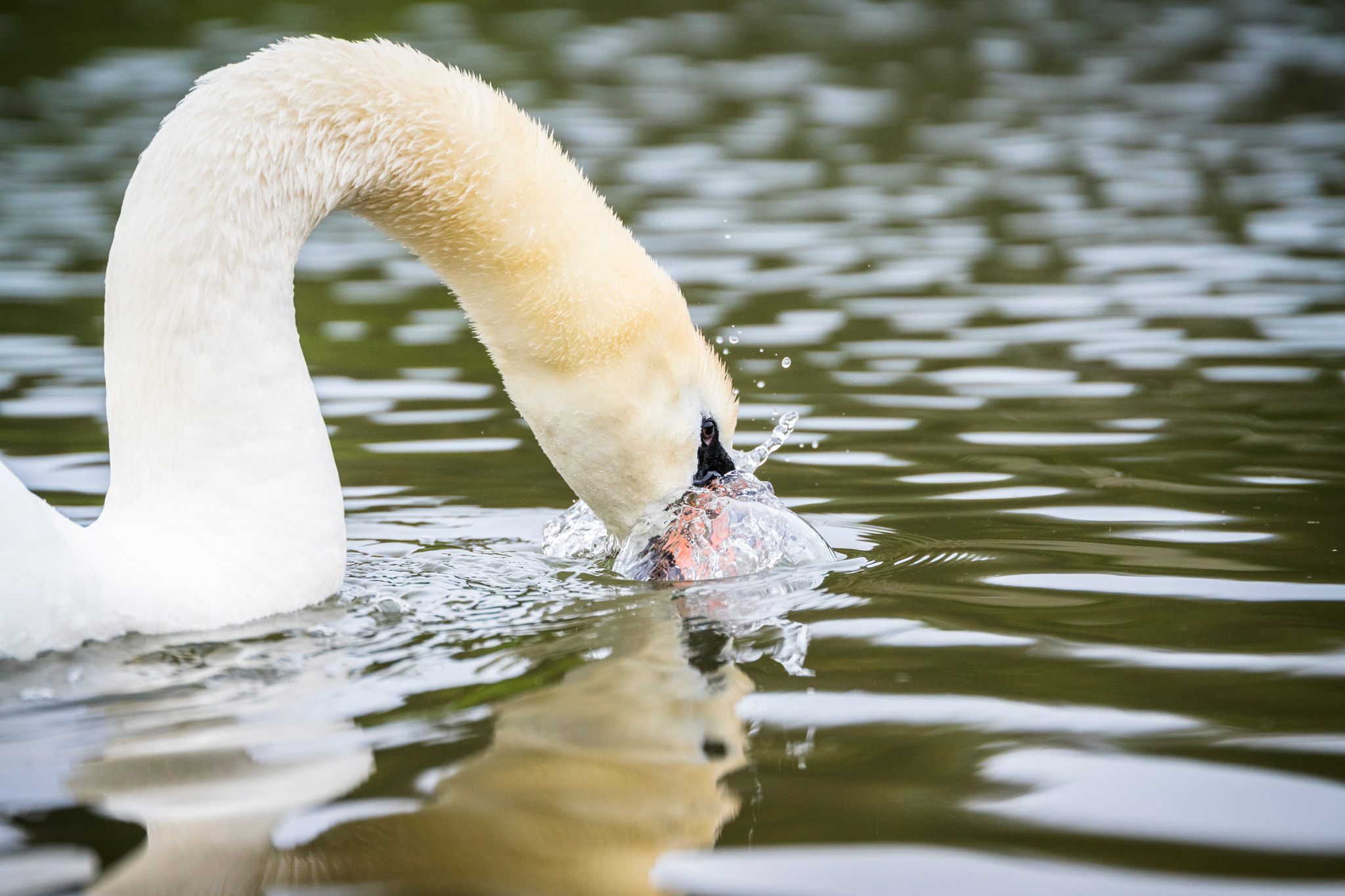 Sony ILCA-77M2 + Tamron SP 70-200mm F2.8 Di VC USD sample photo. Höckerschwan photography