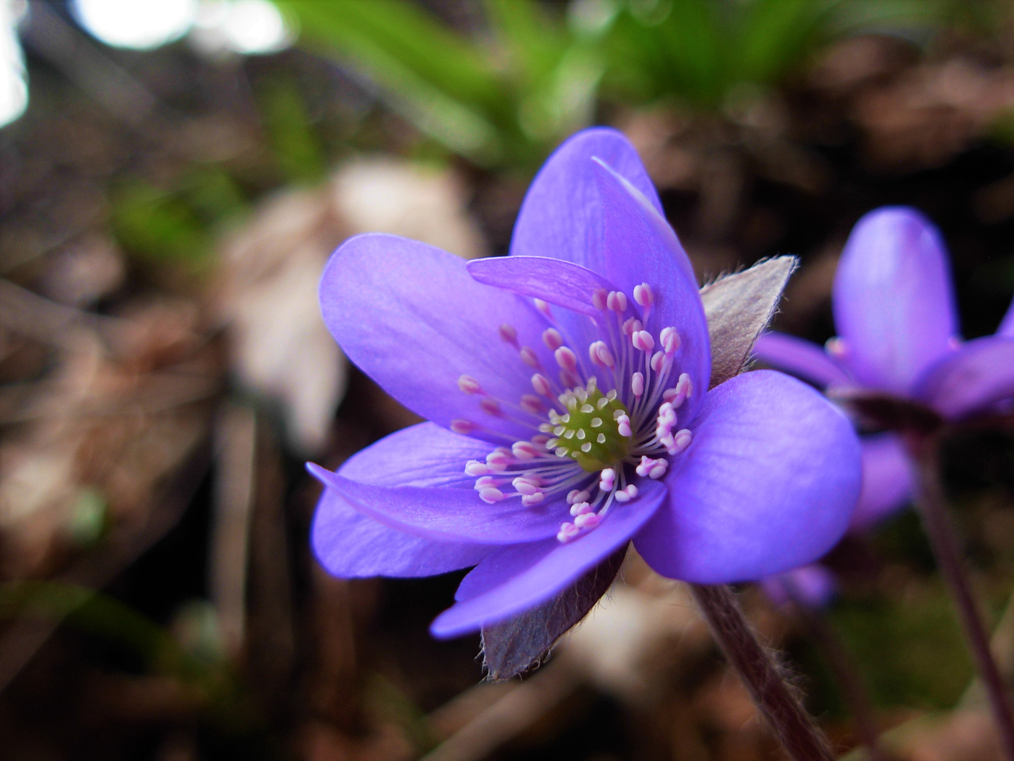 Nikon COOLPIX L5 sample photo. Colors of spring photography