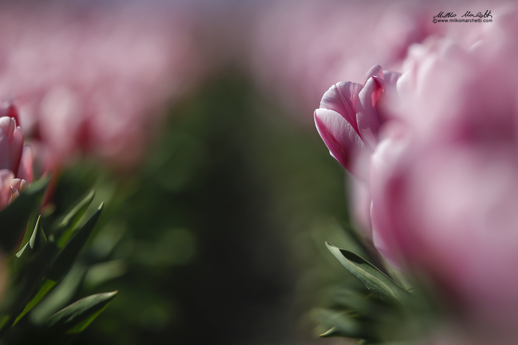Canon EOS-1D X + Canon EF 600mm f/4L IS sample photo. Tulips photography