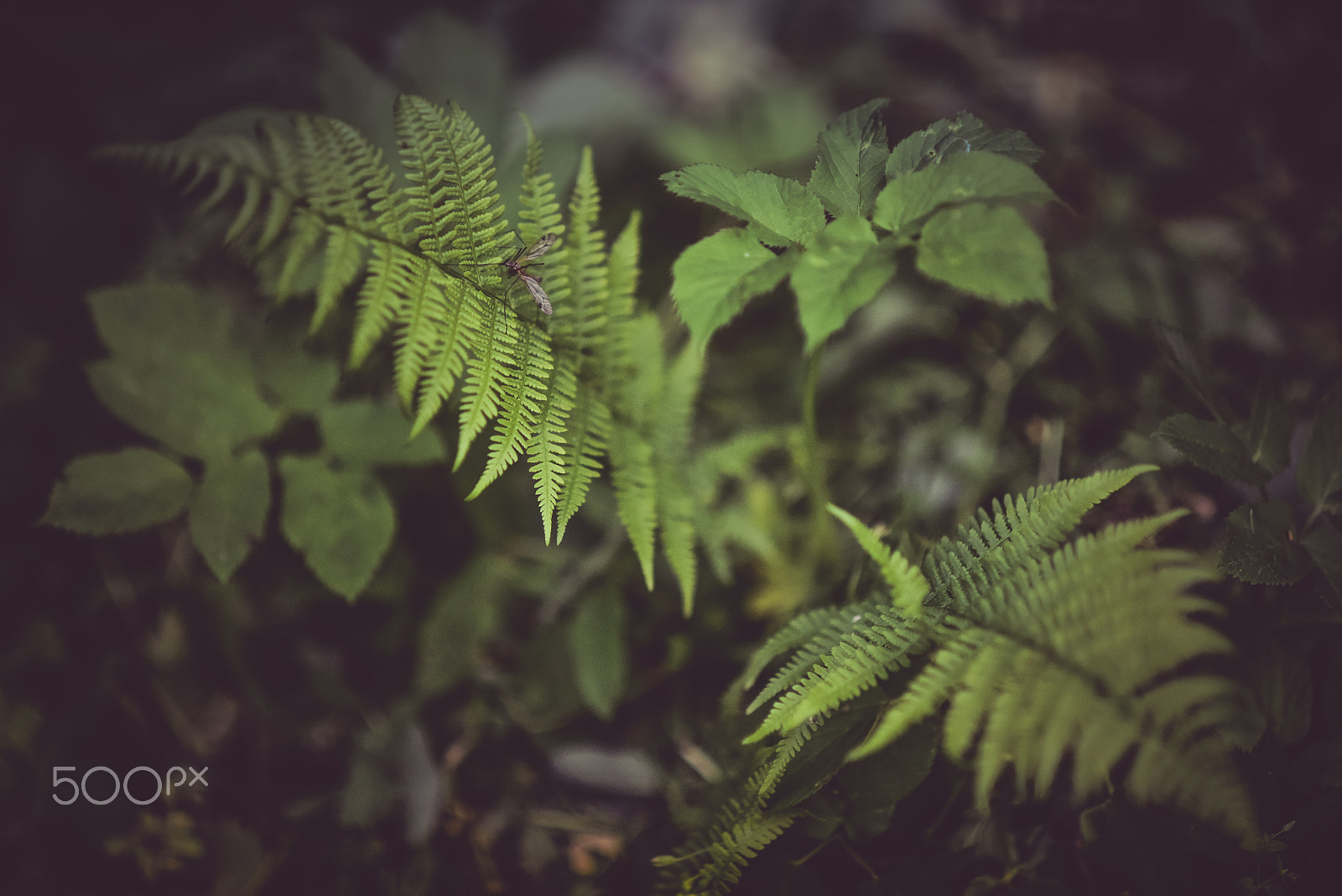 Nikon D810 + AF DC-Nikkor 135mm f/2 sample photo. Mosquito on fern photography