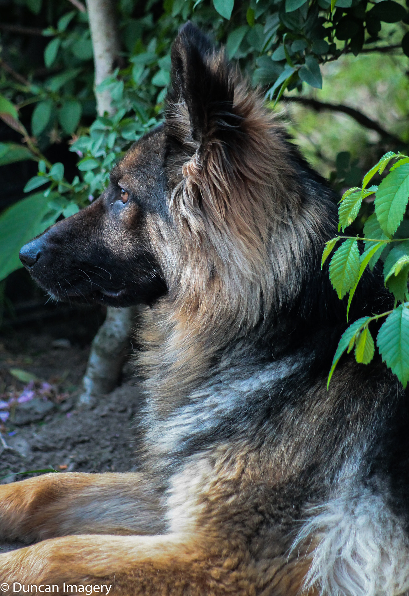 Canon EOS 1100D (EOS Rebel T3 / EOS Kiss X50) + Canon EF 80-200mm F4.5-5.6 II sample photo. Pup on watch photography