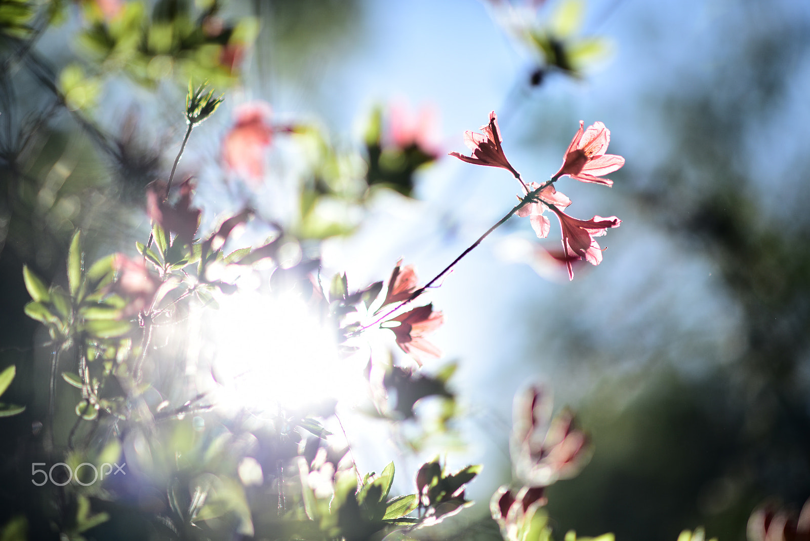 AF DC-Nikkor 135mm f/2 sample photo. Waiting for the sun photography