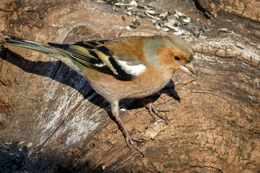 Canon EF-S 55-250mm F4-5.6 IS STM sample photo. Chaffinch photography