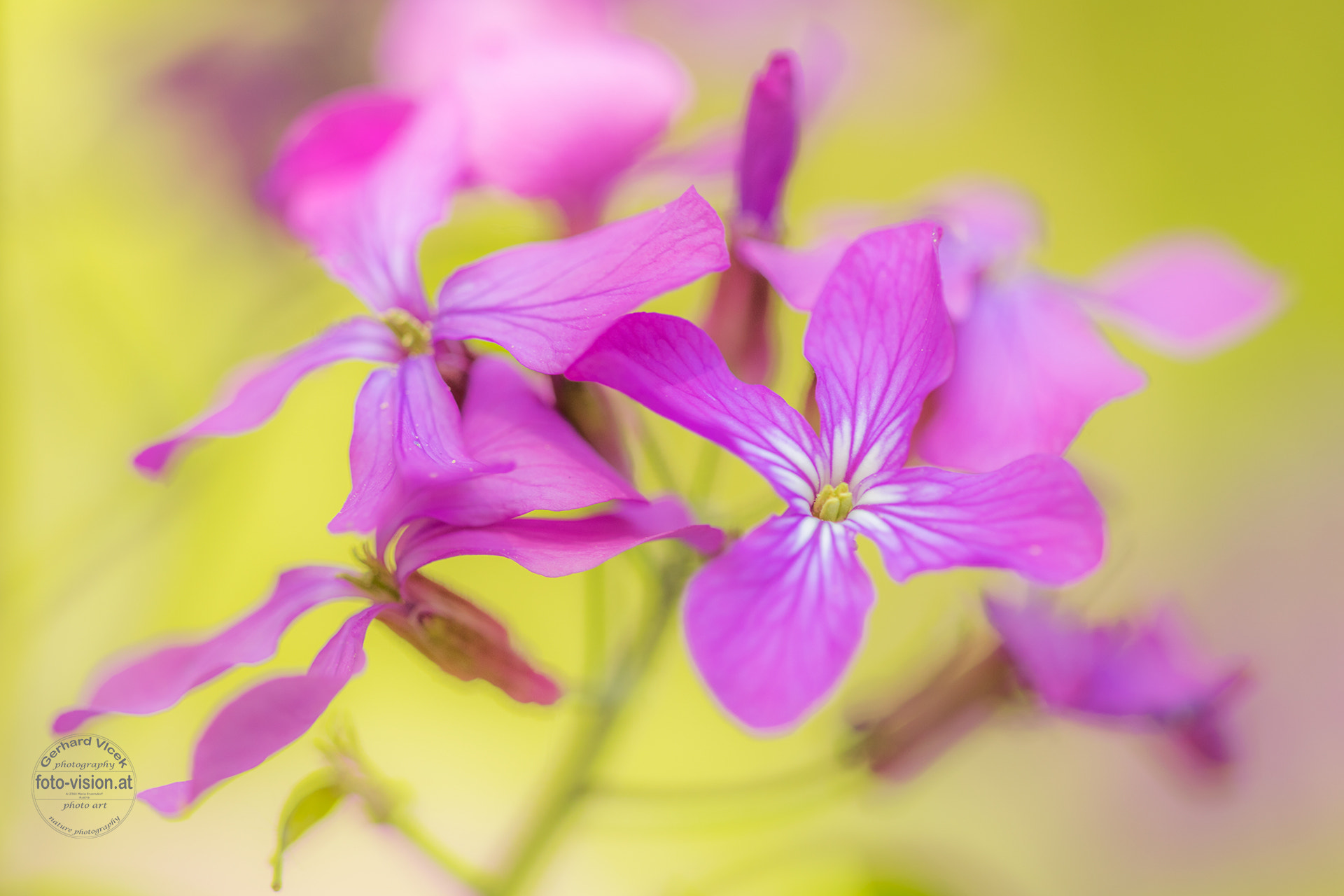 Sigma APO Macro 150mm f/2.8 EX DG HSM sample photo. Annual honesty photography