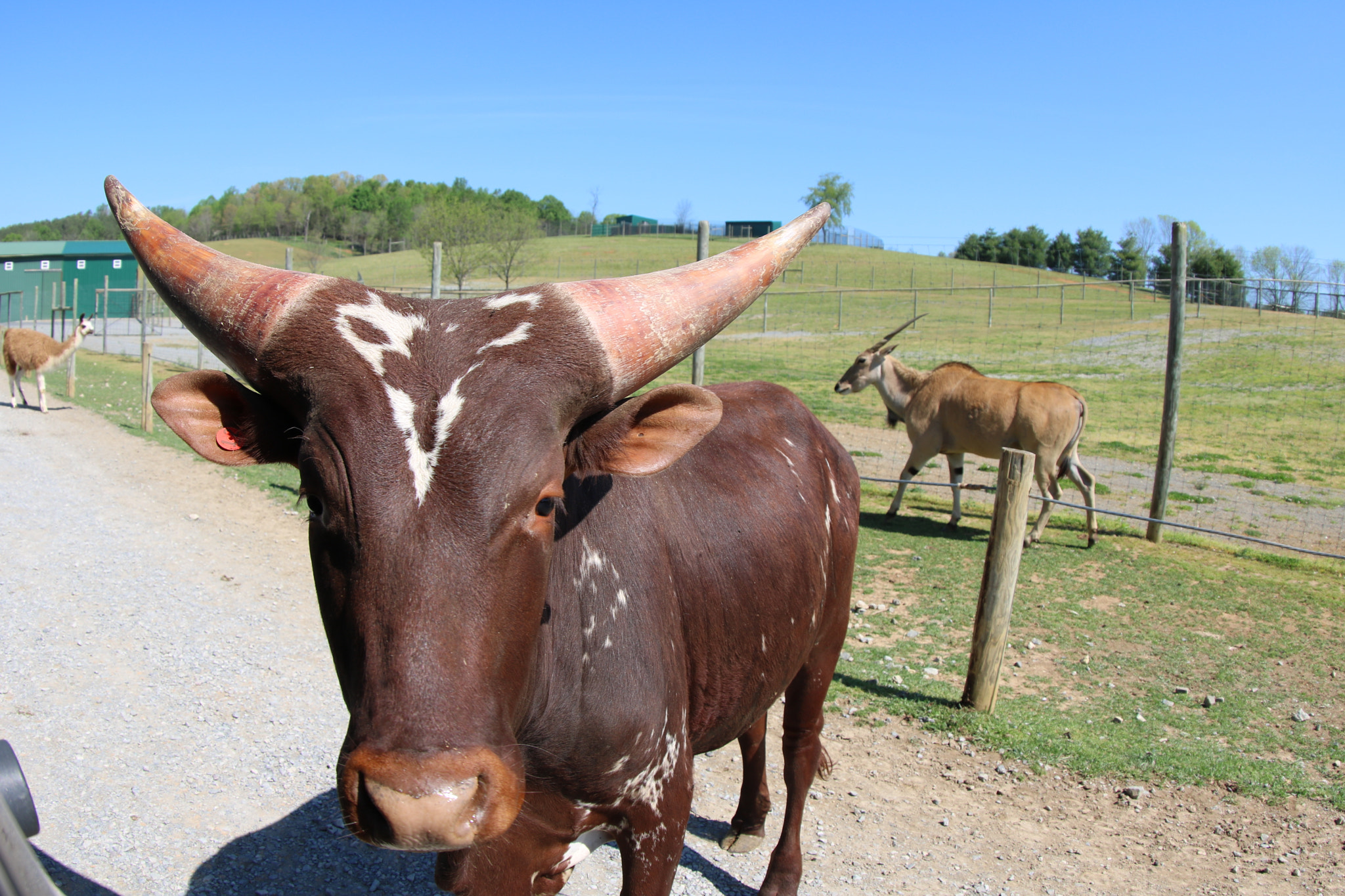 Canon EF 8-15mm F4L Fisheye USM sample photo. Beautiful horns photography