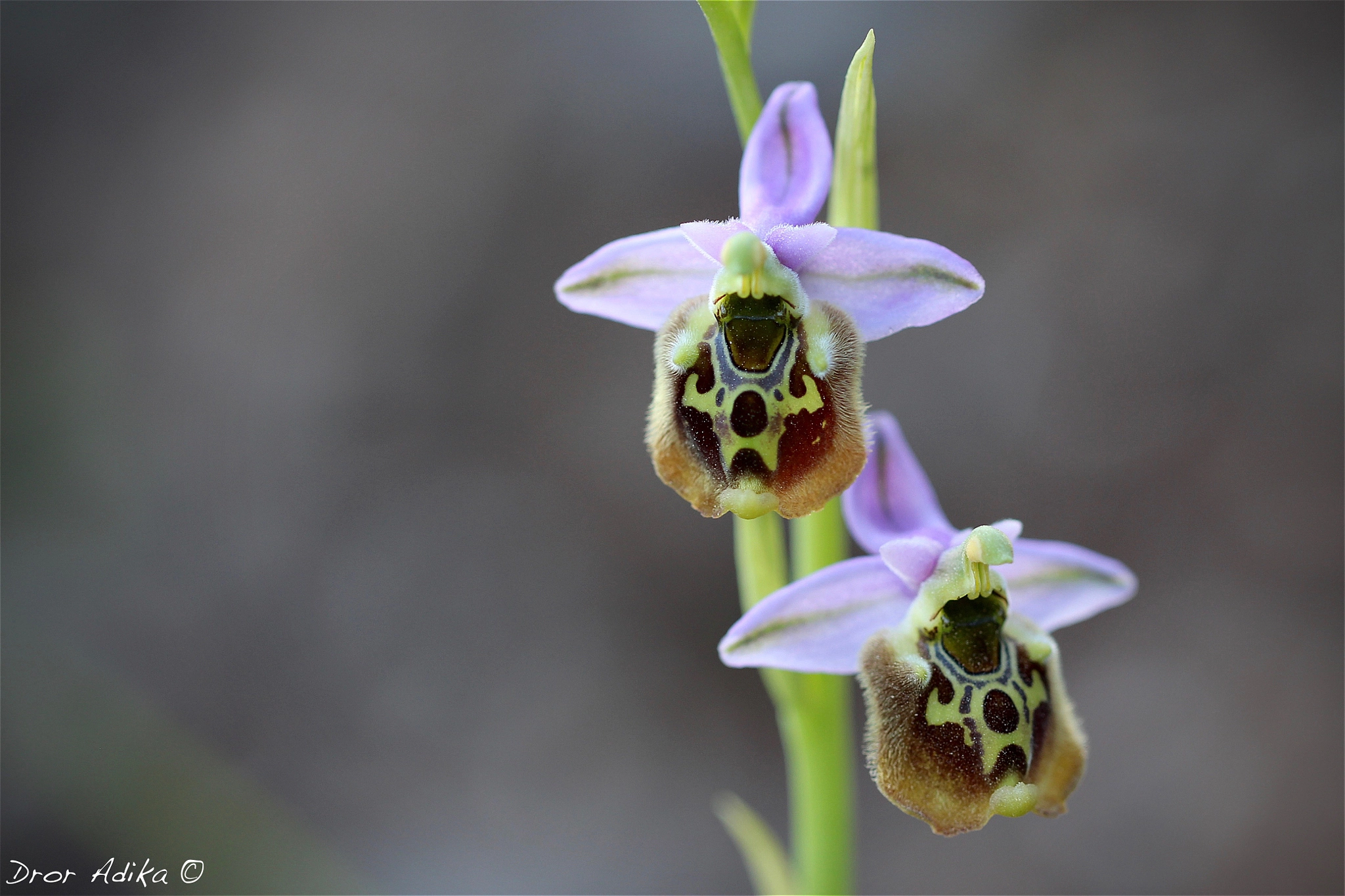Canon EOS 700D (EOS Rebel T5i / EOS Kiss X7i) + Canon EF 100mm F2.8L Macro IS USM sample photo. Ophrys holosericea photography