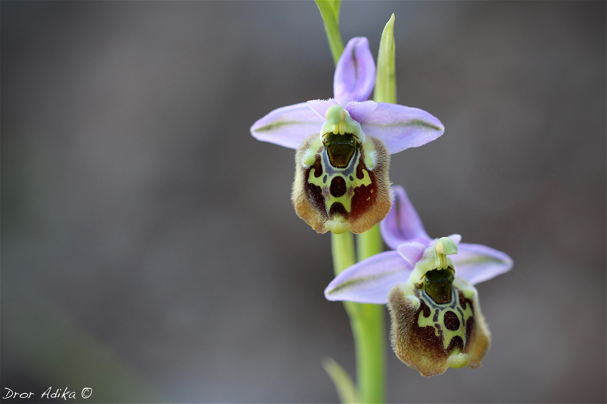 Canon EOS 700D (EOS Rebel T5i / EOS Kiss X7i) sample photo. Ophrys holosericea photography