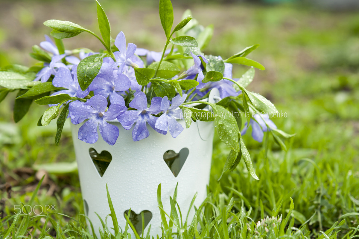 Canon EOS 1000D (EOS Digital Rebel XS / EOS Kiss F) sample photo. Bucket with beautiful blue periwinkle photography