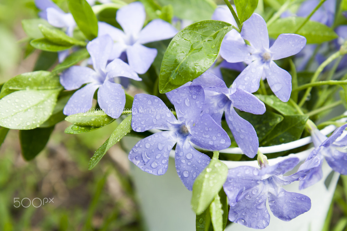 Canon EOS 1000D (EOS Digital Rebel XS / EOS Kiss F) sample photo. Bucket with beautiful blue periwinkle and green shoots photography
