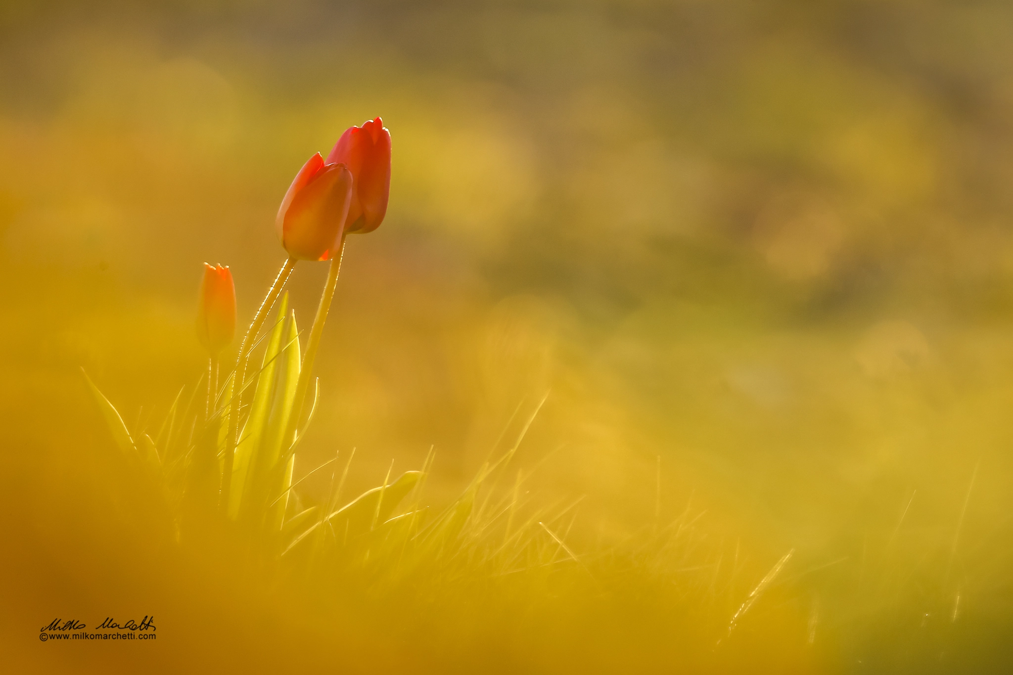 Canon EOS-1D X + Canon EF 600mm f/4L IS sample photo. Red tulips photography