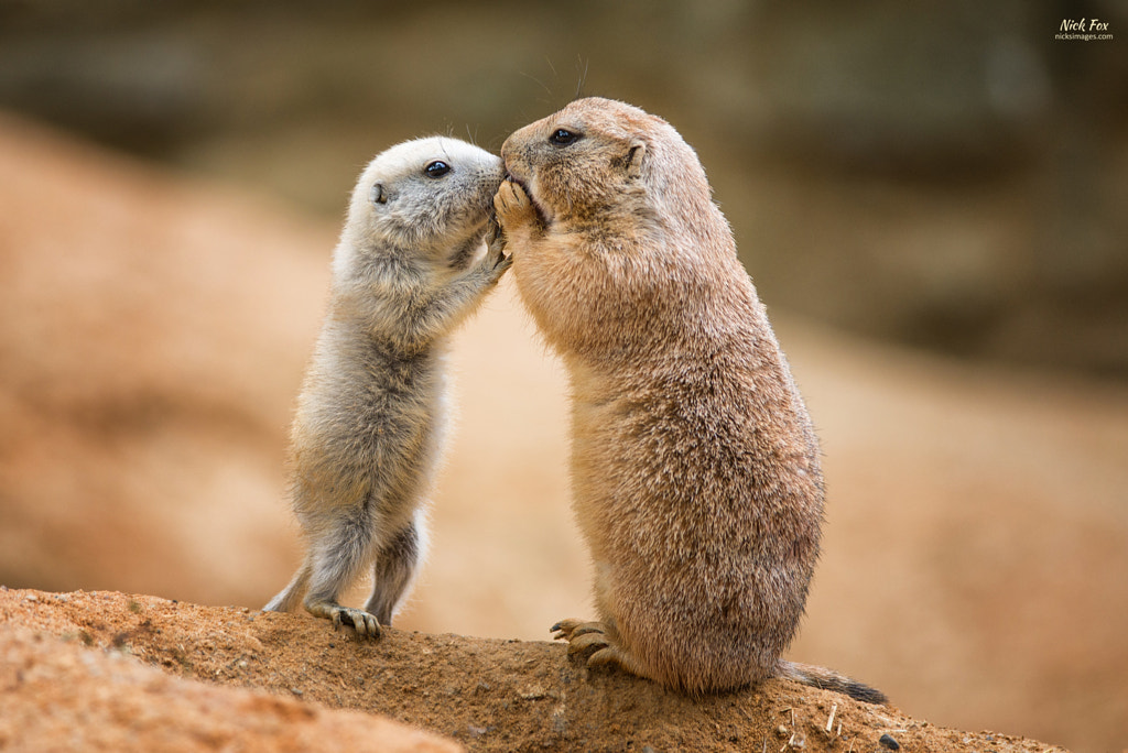 Prairie dogs sharing by Nick Fox on 500px.com