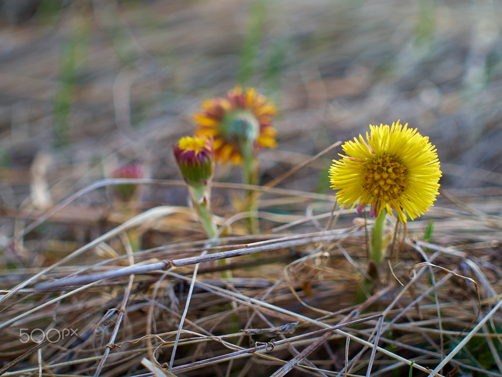 Olympus OM-D E-M10 + Sigma 30mm F2.8 EX DN sample photo. Coltsfoot Мать-и-Мачеха photography