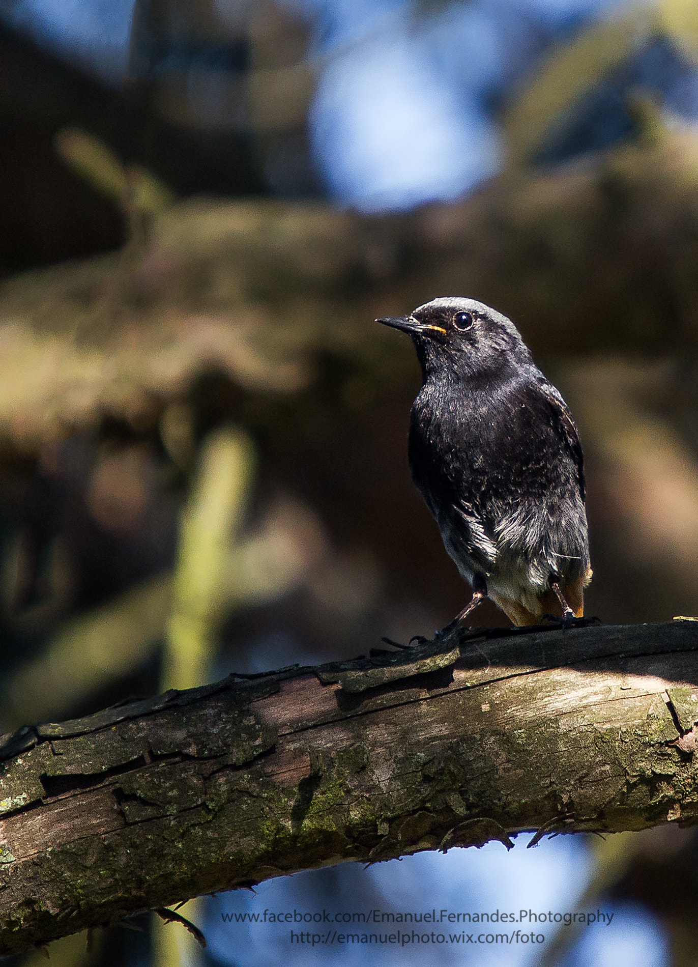 Minolta AF 300mm F2.8 HS-APO G sample photo. Rabirruivo-preto(phoenicurus ochruros) photography