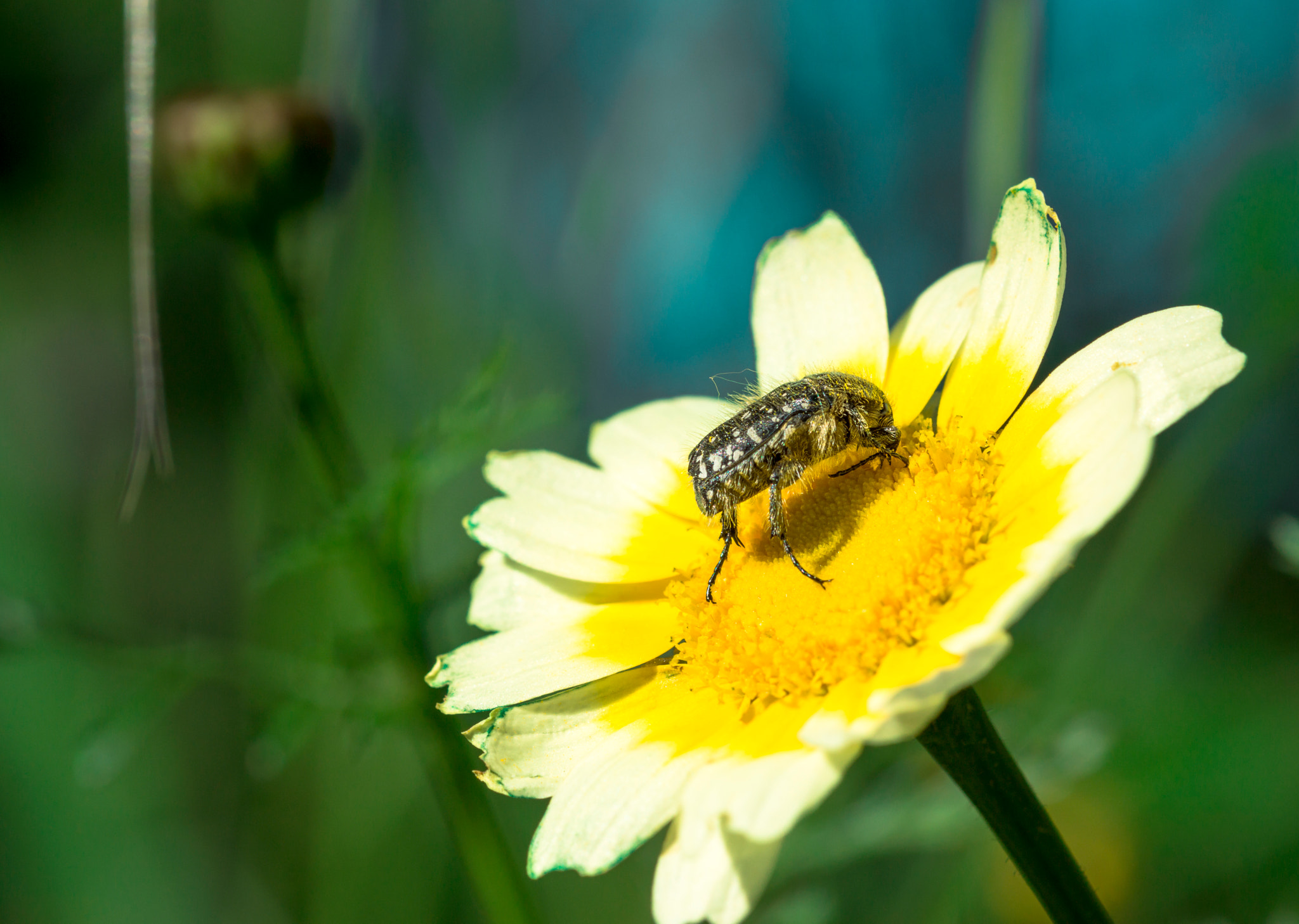 Sony SLT-A77 + 105mm F2.8 sample photo. I can fly photography