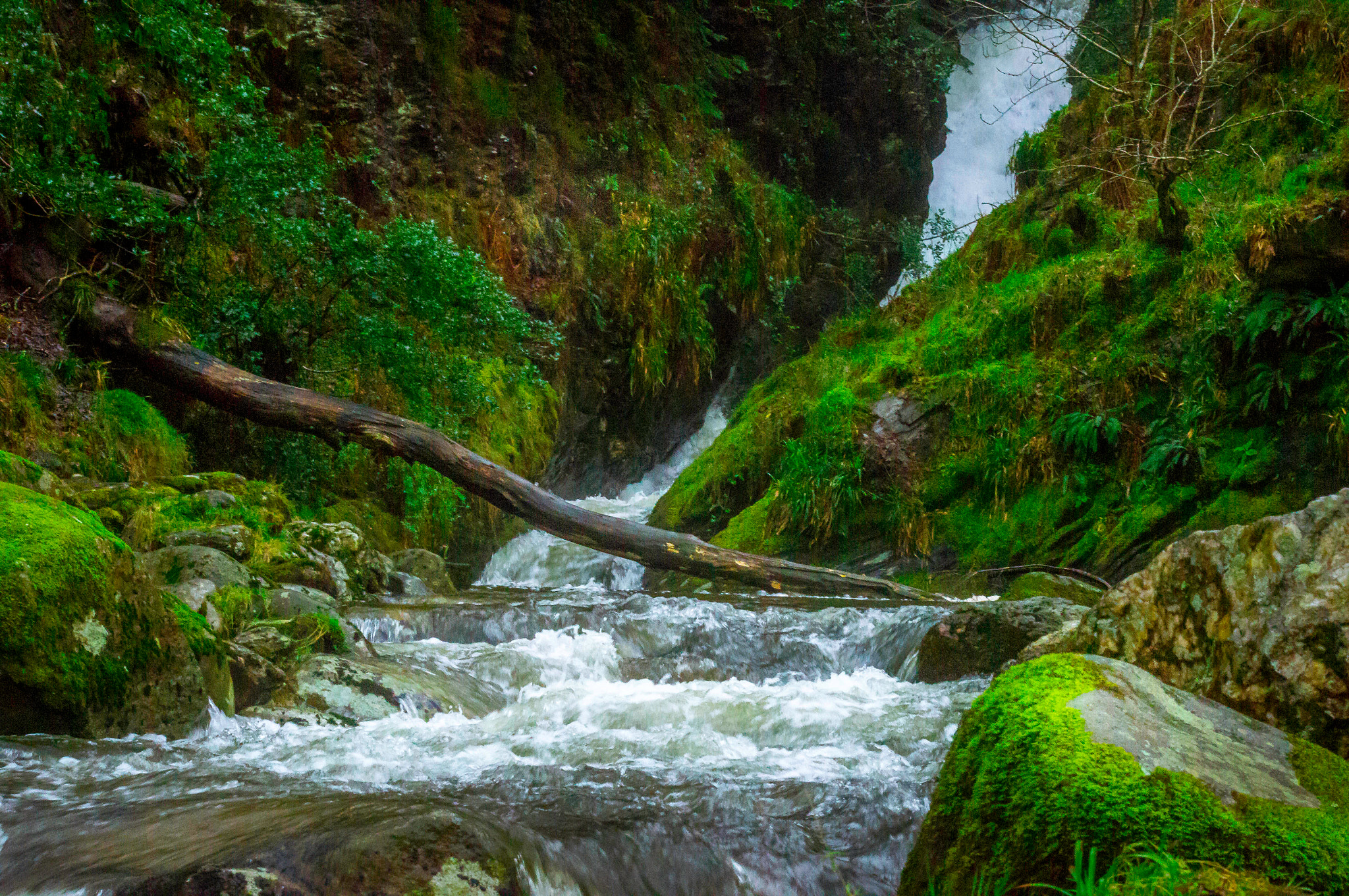 Sony SLT-A55 (SLT-A55V) + Sigma 70-300mm F4-5.6 DL Macro sample photo. Glendalough photography