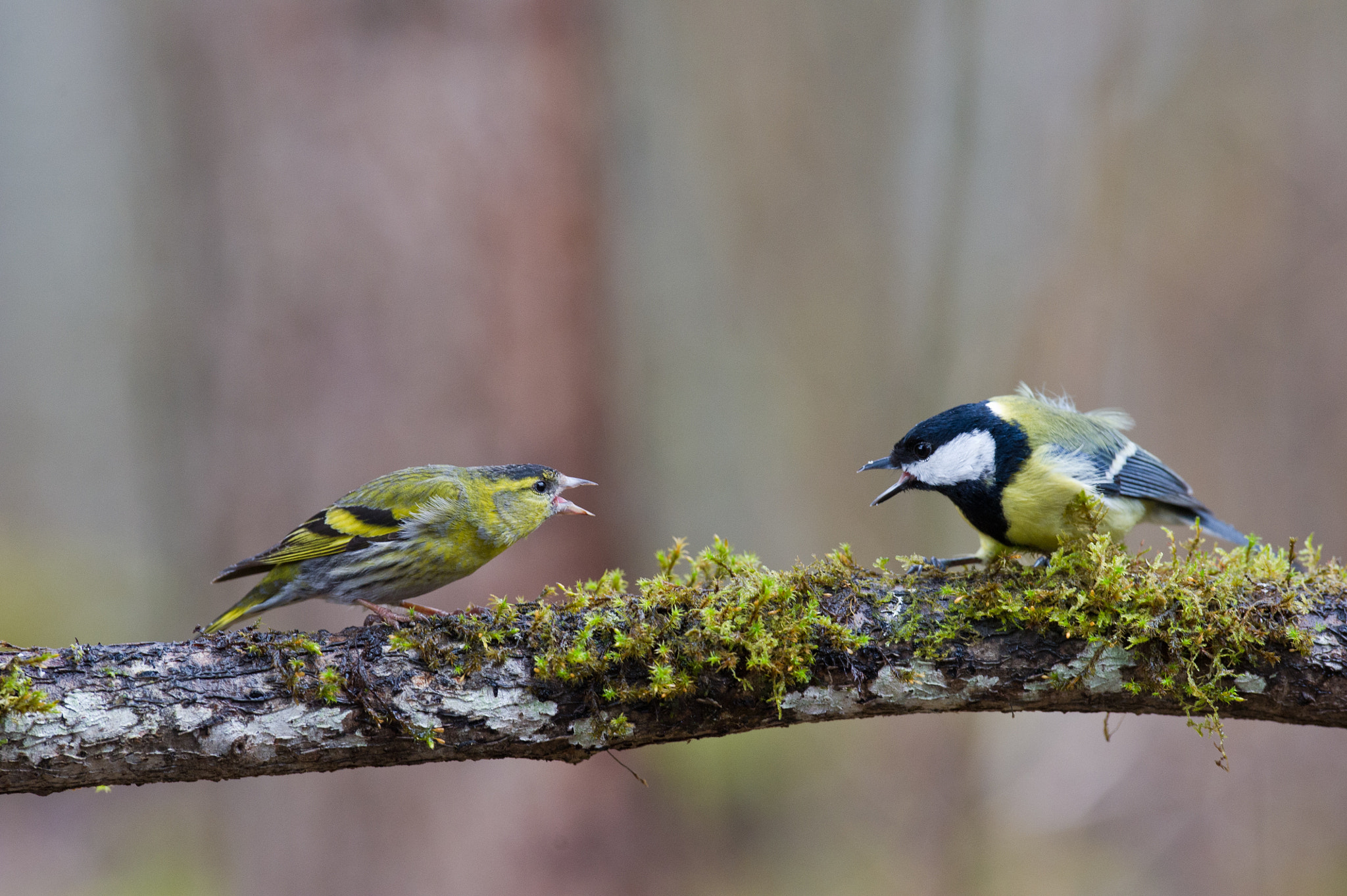 AF-S Nikkor 300mm f/2.8D IF-ED II sample photo. Little misunderstanding between the neighbors :) photography