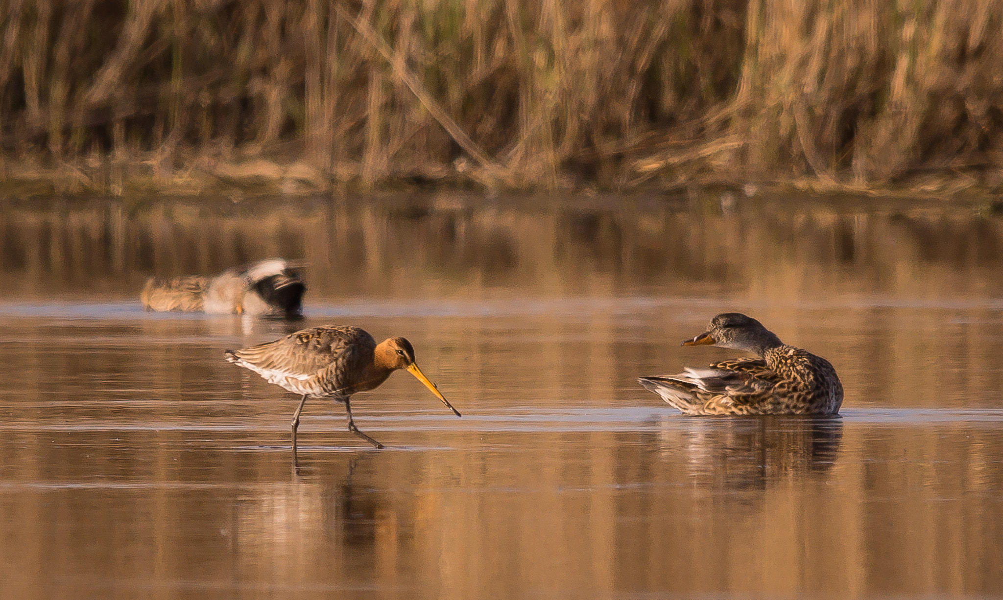 Sony SLT-A77 + Sigma 150-500mm F5-6.3 DG OS HSM sample photo. Begegnungen photography