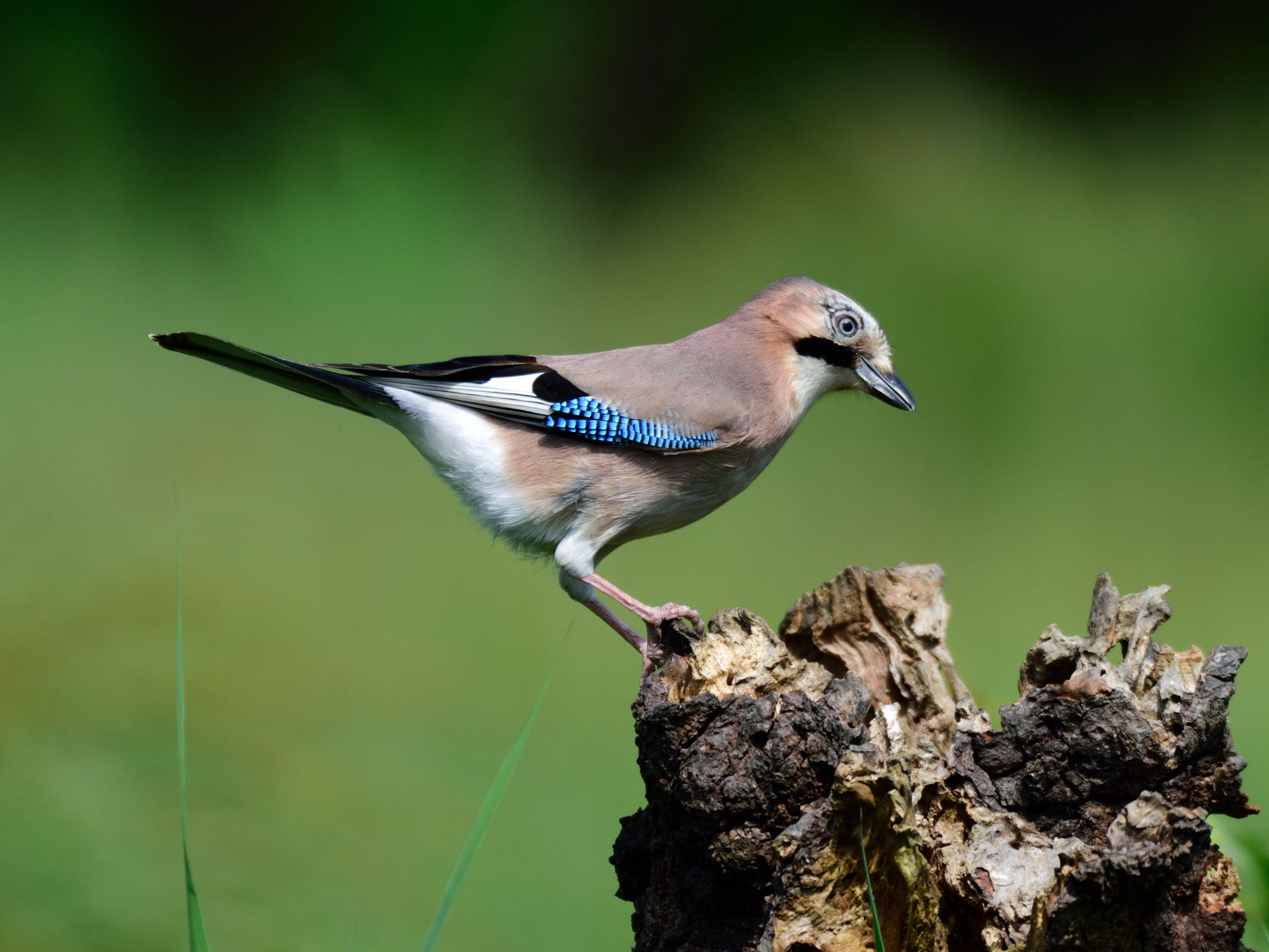 AF-S Nikkor 500mm f/4D IF-ED + TC-14E sample photo. Eurasian jay photography