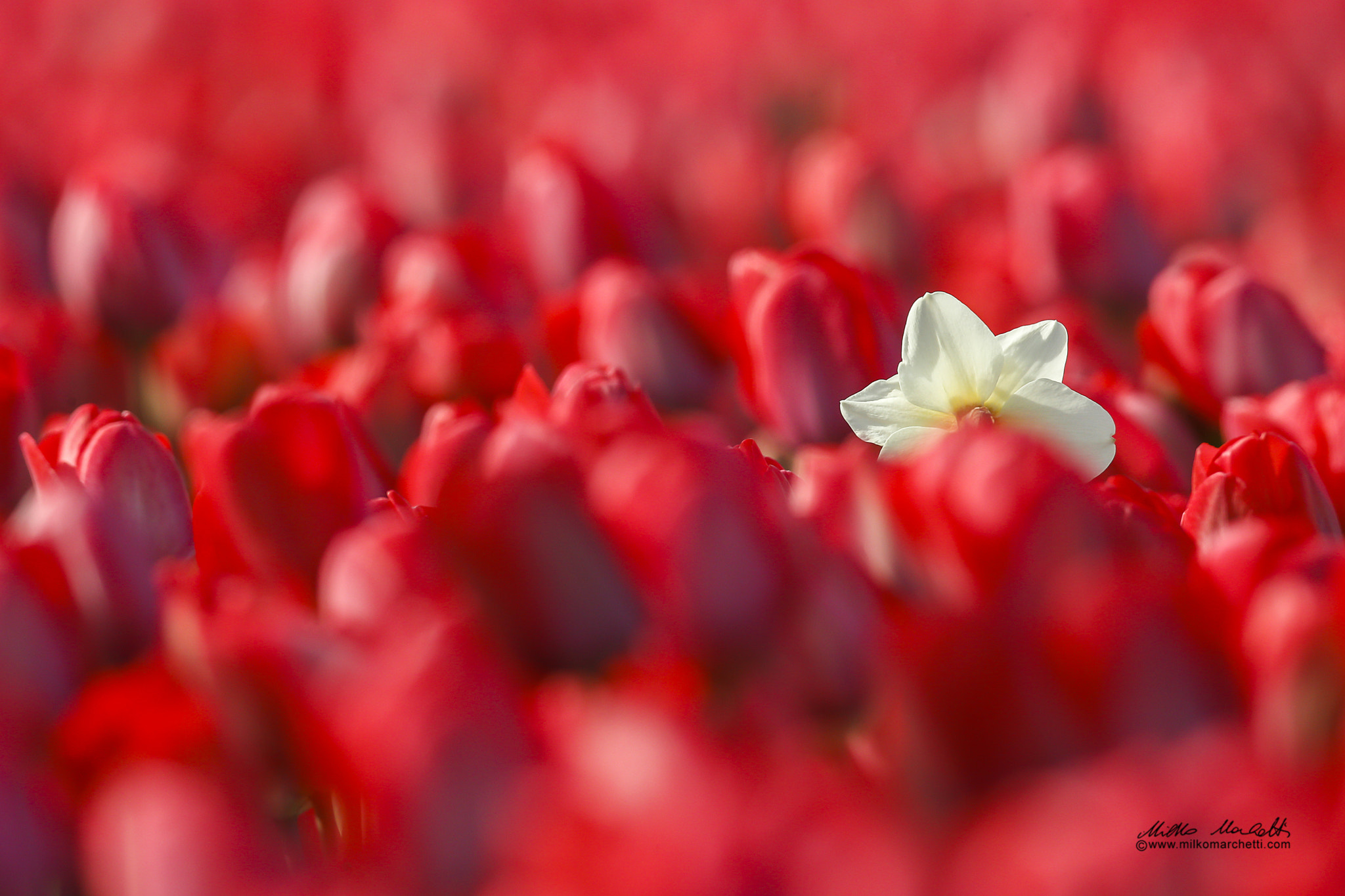 Canon EOS-1D X + Canon EF 600mm f/4L IS sample photo. White into the red photography