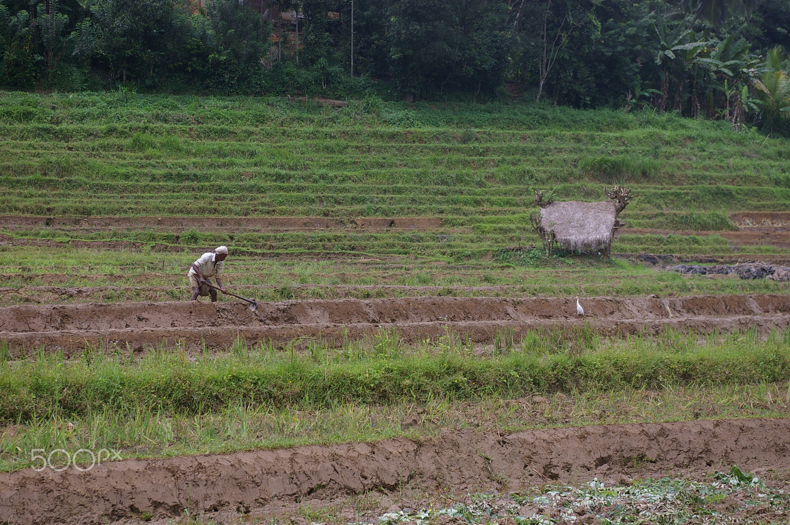 Pentax *ist DL2 sample photo. The rice harvest photography