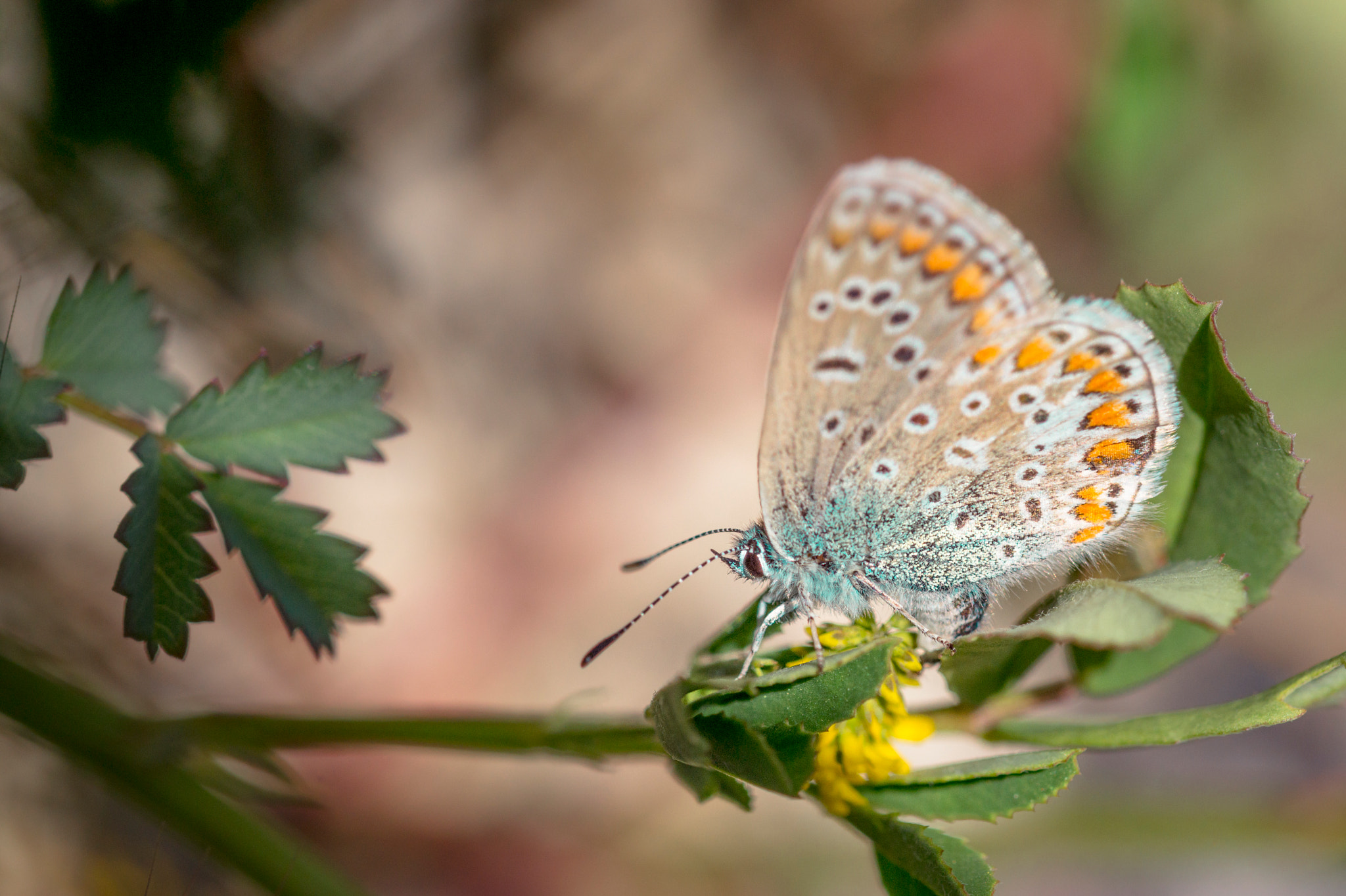 Sony SLT-A77 + 105mm F2.8 sample photo. Lunchtime photography