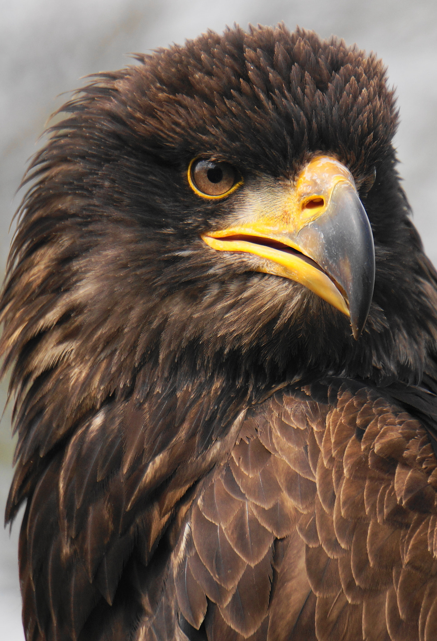 Sony Alpha NEX-5R sample photo. Fledgling - white-headed eagle photography