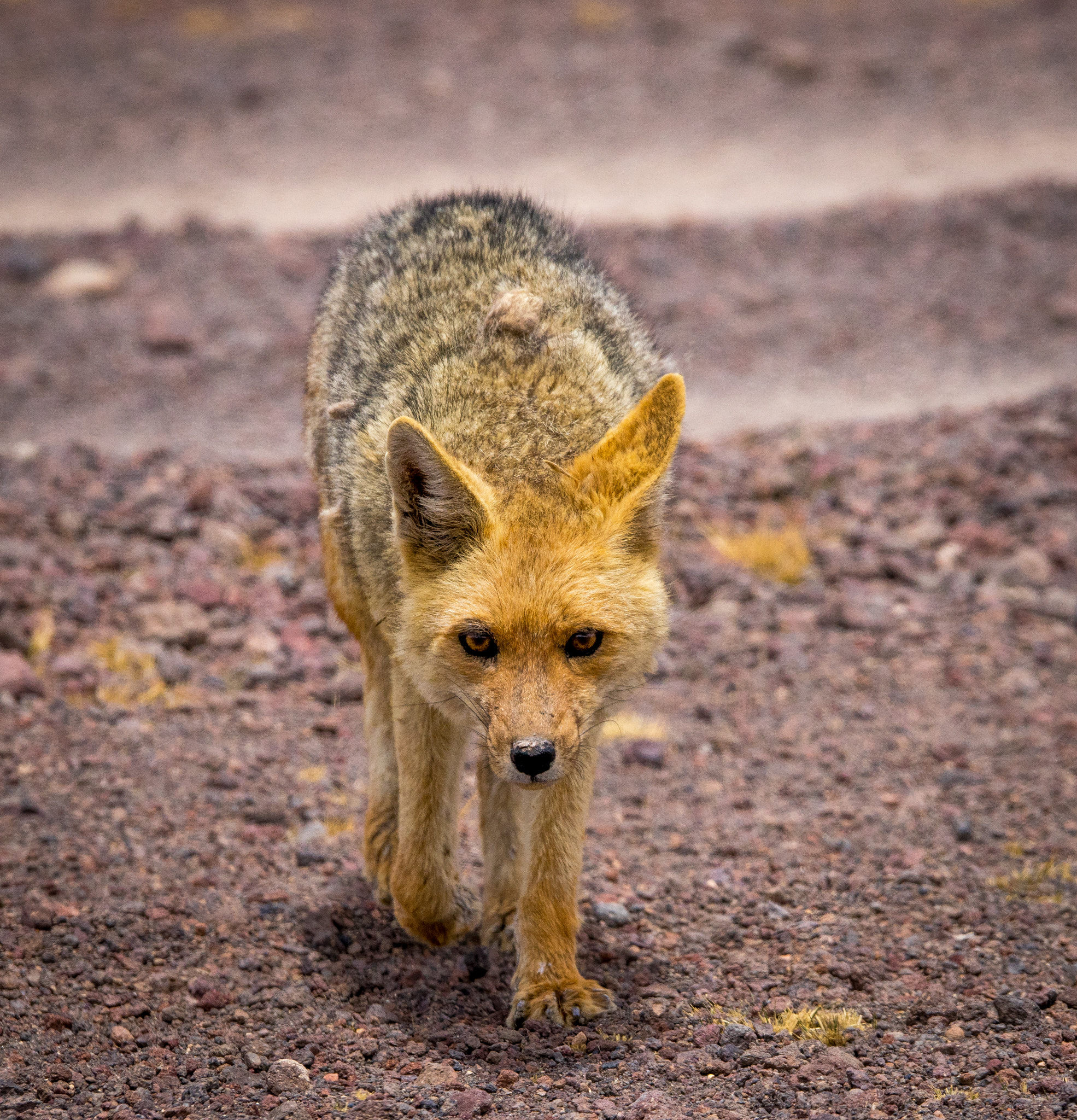 Sony a7 + Sony 70-400mm F4-5.6 G SSM sample photo. Desert fox looking for food in bolivia photography