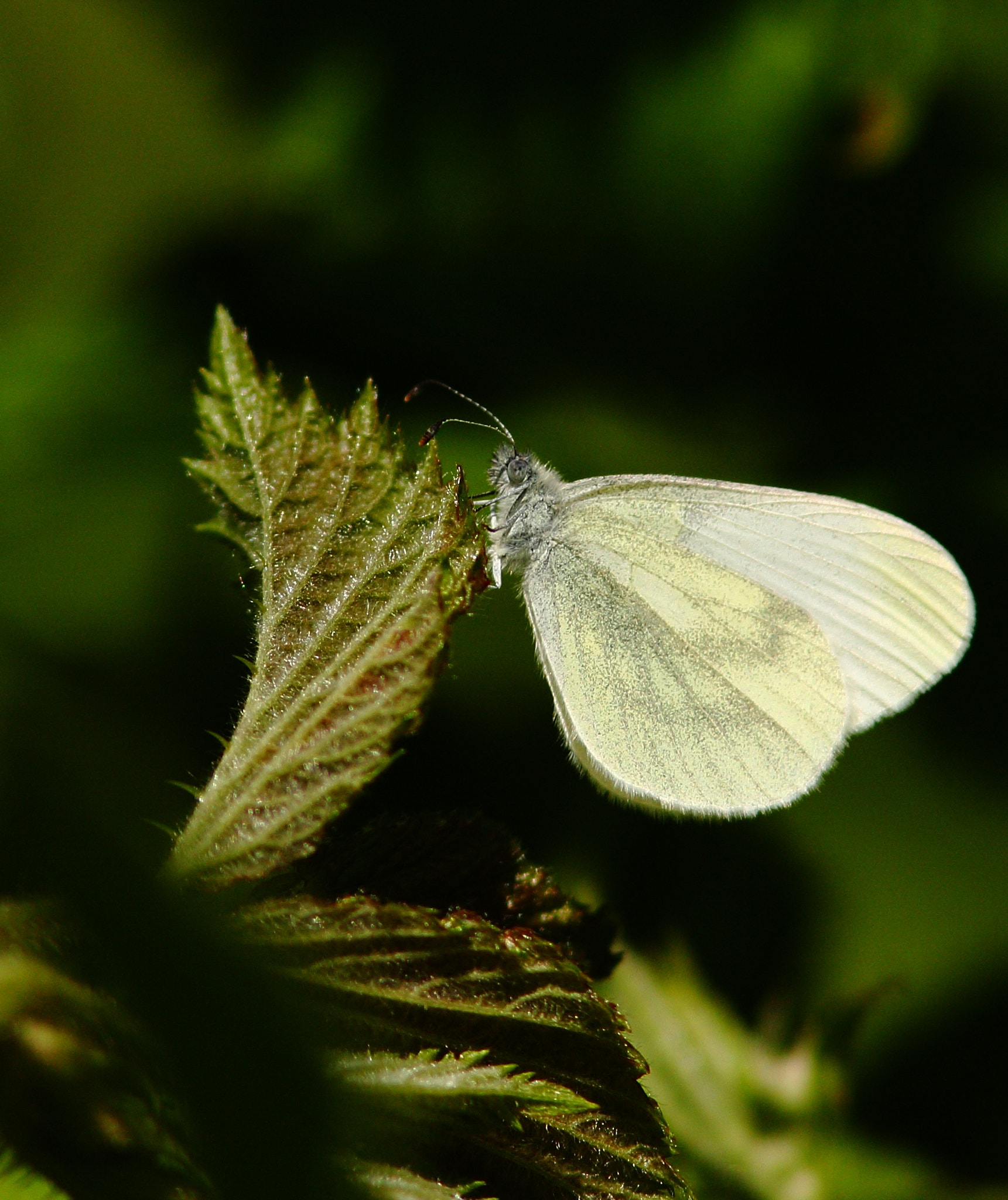Canon EOS 40D + Canon EF 300mm F4L IS USM sample photo. Butterfly photography
