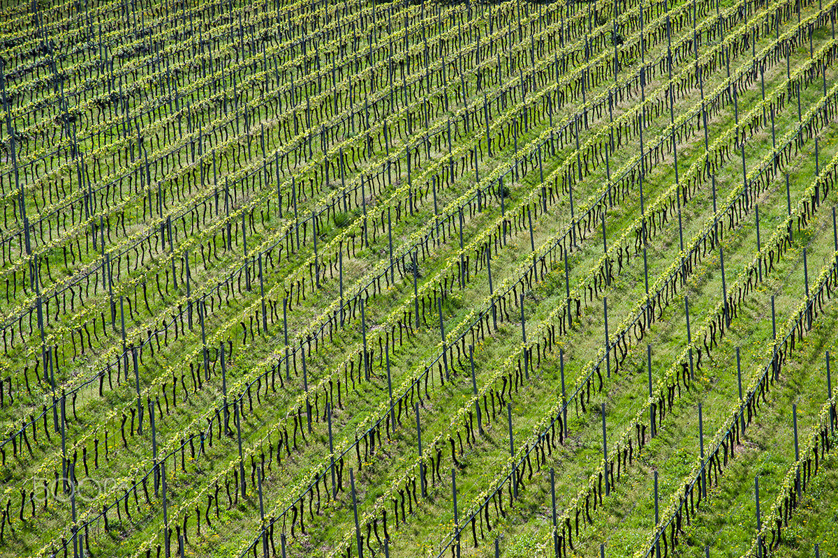 Minolta/Sony AF 70-200mm F2.8 G sample photo. Vineyards photography