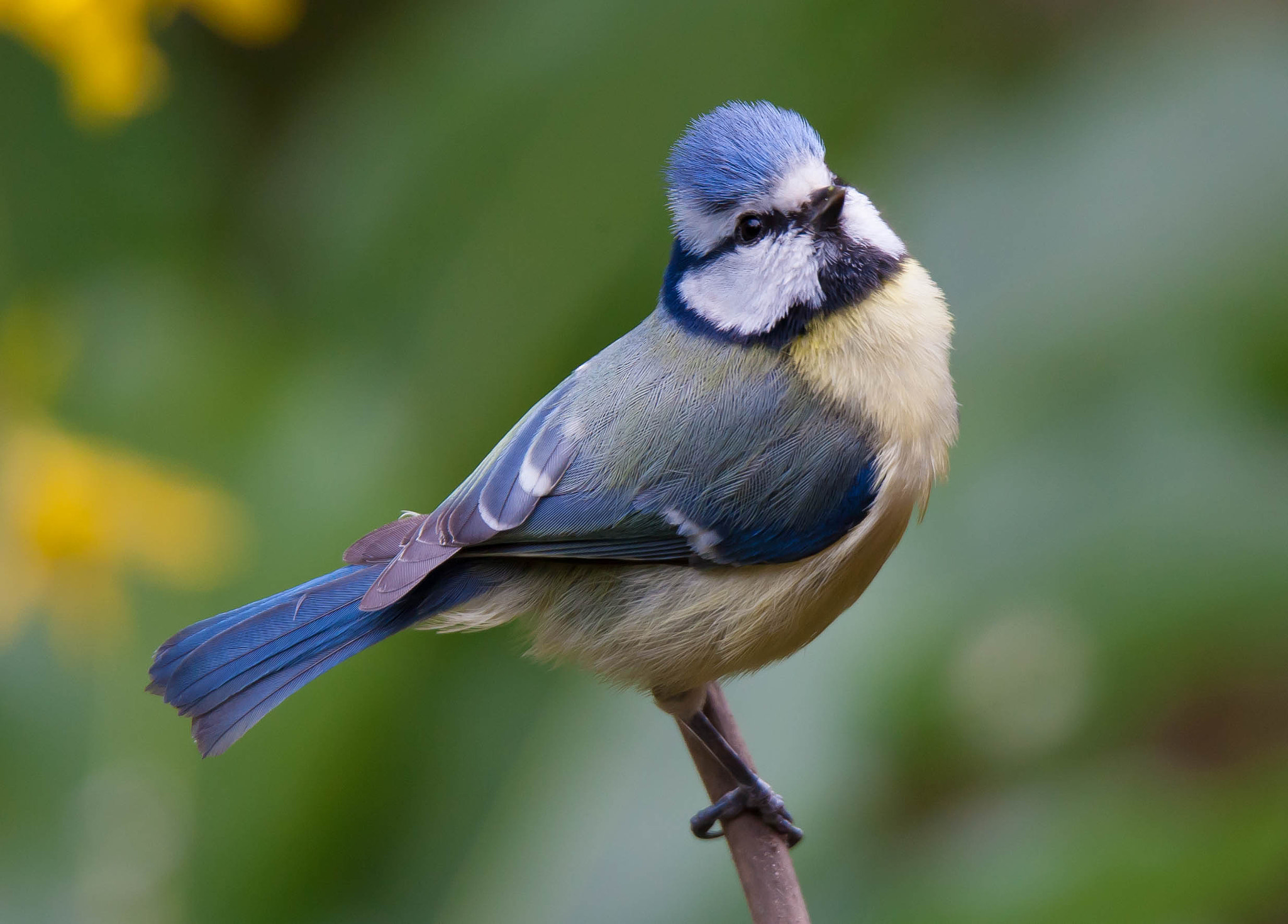 Sigma 150-600mm F5-6.3 DG OS HSM | C sample photo. Blue tit photography