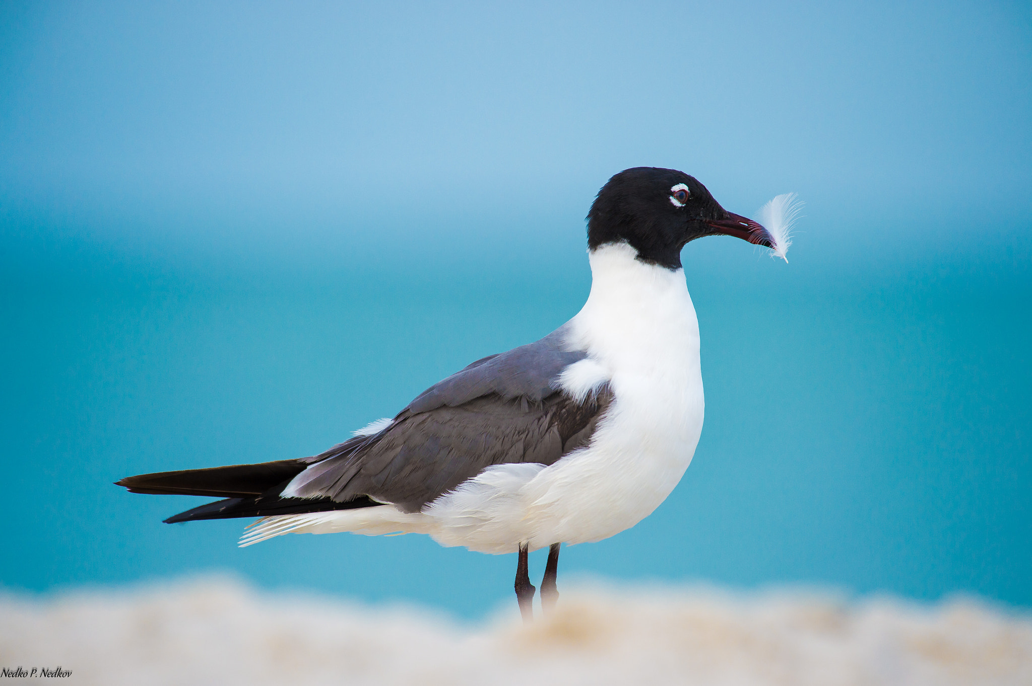 Nikon AF-S Nikkor 200-500mm F5.6E ED VR sample photo. Franklin's gull, naples fl﻿ photography
