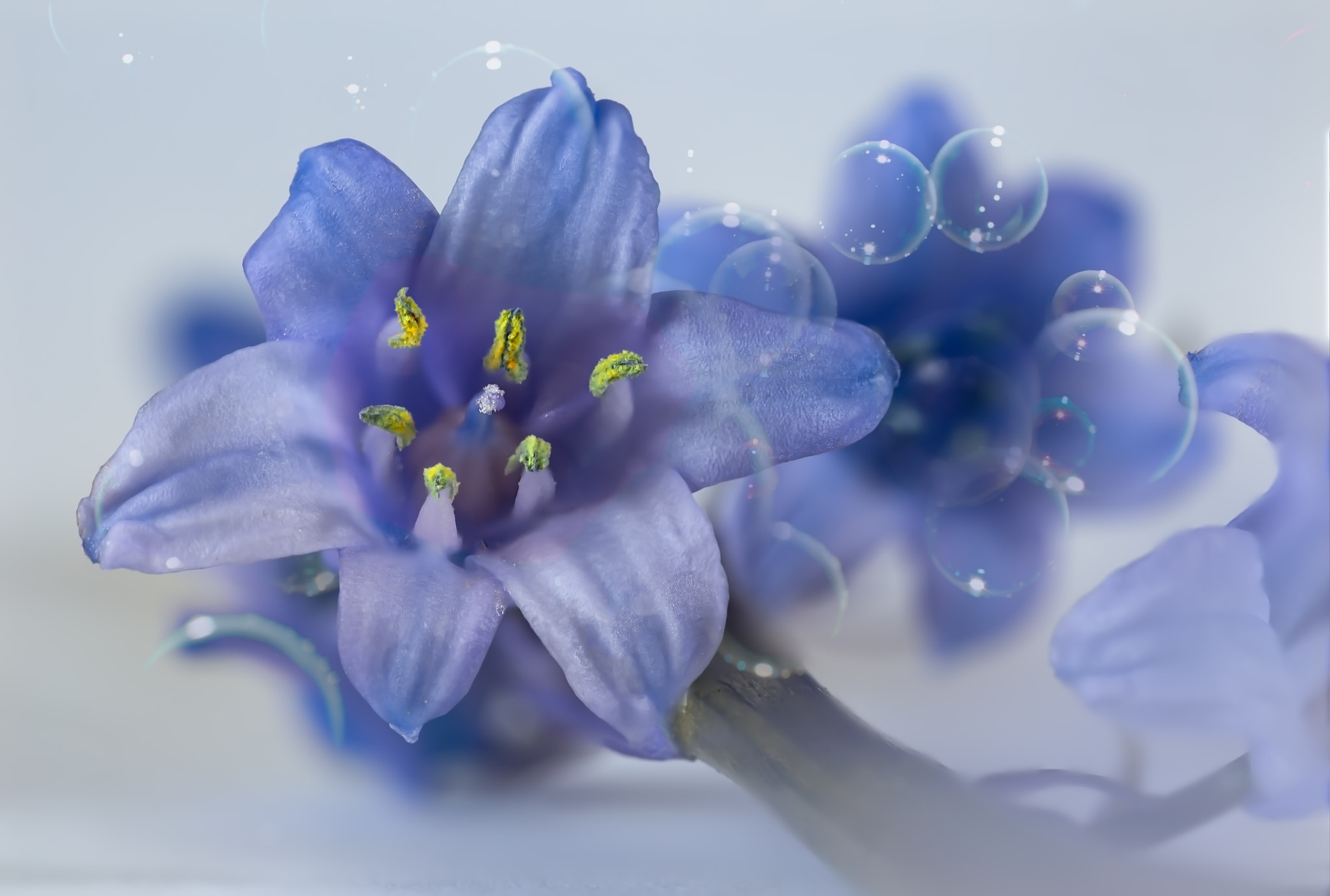 Canon EOS 6D + Sigma 105mm F2.8 EX DG Macro sample photo. Yellow and blue photography