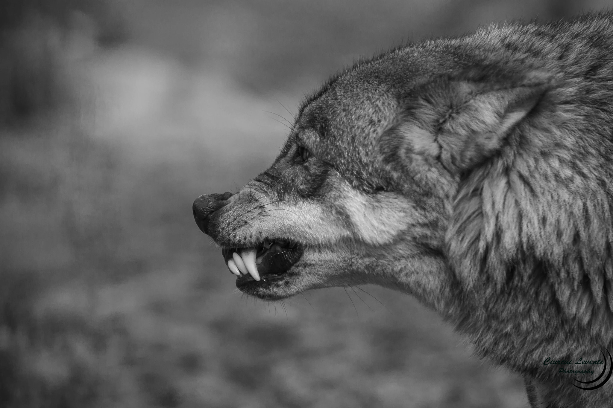Canon EOS 40D + Canon EF 70-200mm F2.8L IS USM sample photo. Angry wolf photography