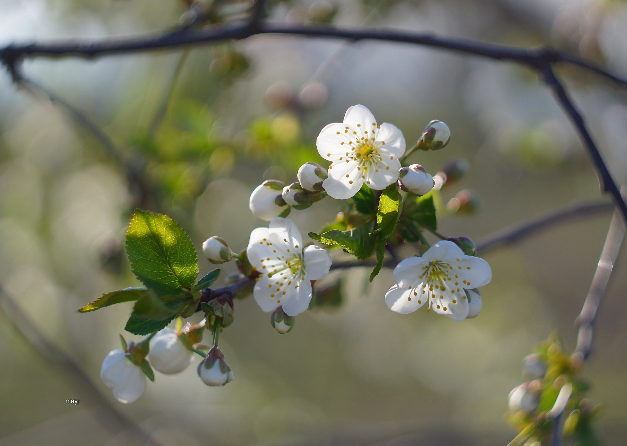 Sony SLT-A65 (SLT-A65V) + Minolta AF 50mm F1.7 sample photo. *** photography