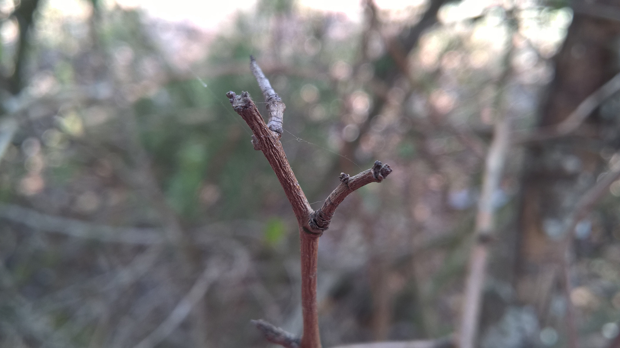 Microsoft Lumia 640 XL sample photo. Naturaleza photography