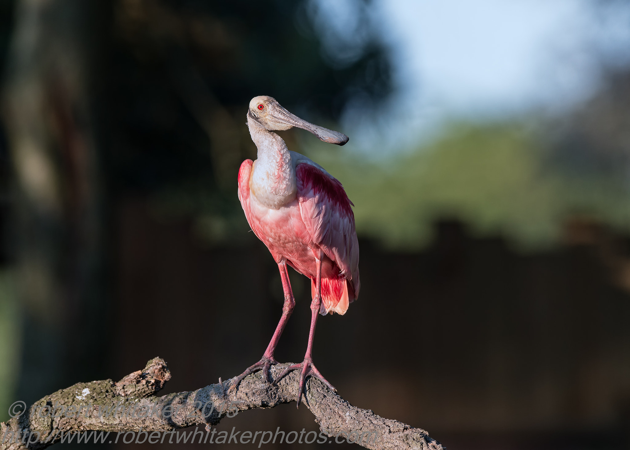 Nikon D800 + Nikon AF-S Nikkor 600mm F4G ED VR sample photo. Roseate spoonbill evening light photography