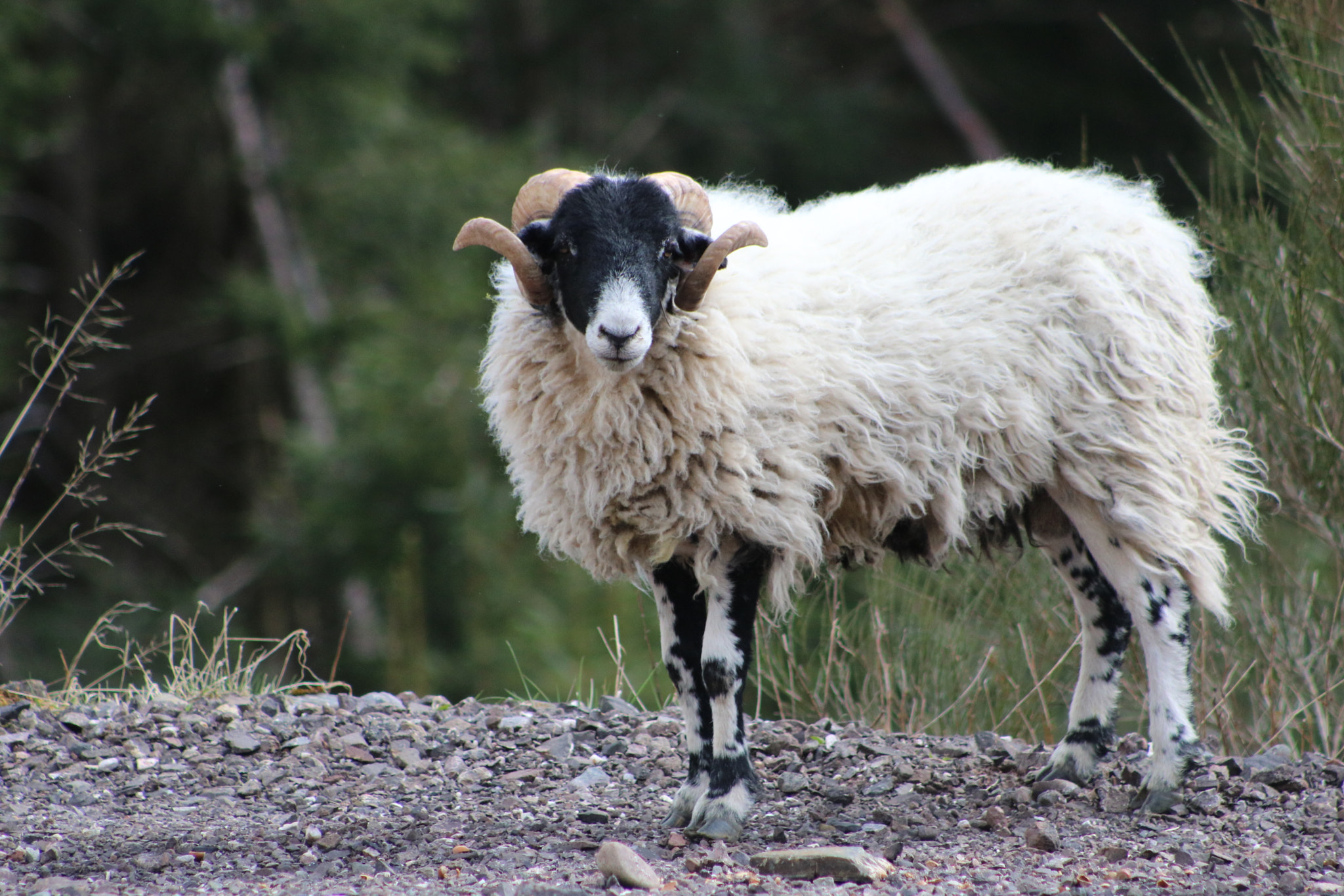 Canon EOS 760D (EOS Rebel T6s / EOS 8000D) + EF75-300mm f/4-5.6 sample photo. Sheep photography