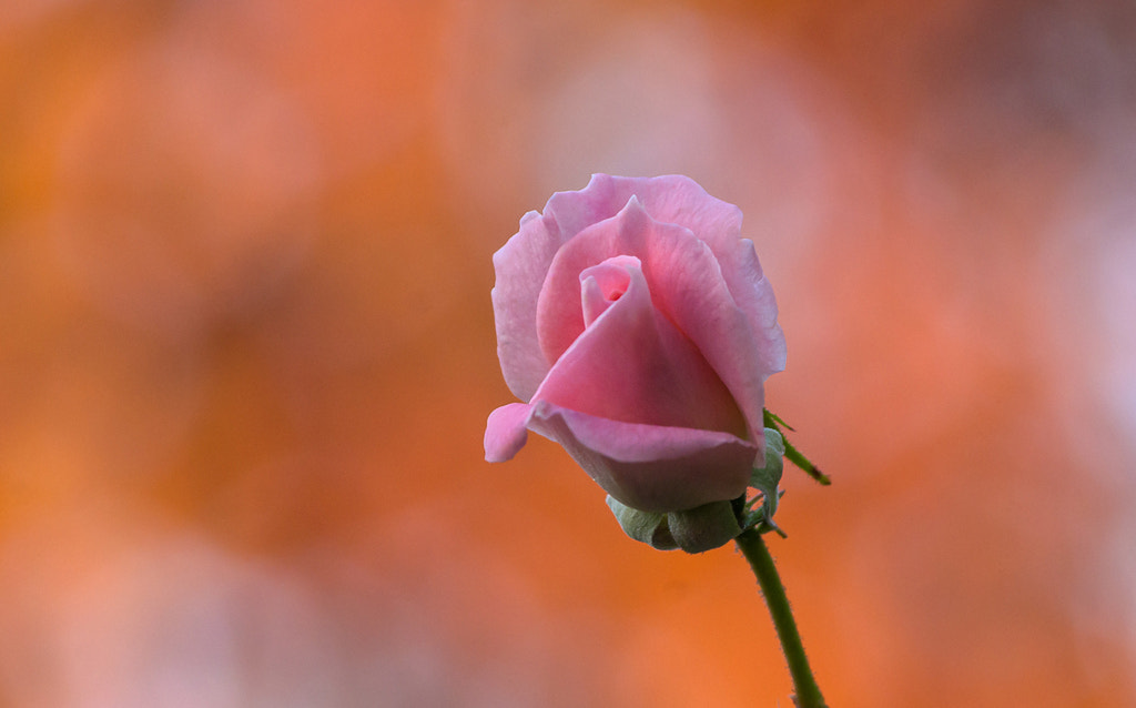 Pentax K-30 sample photo. Bouton de rose photography