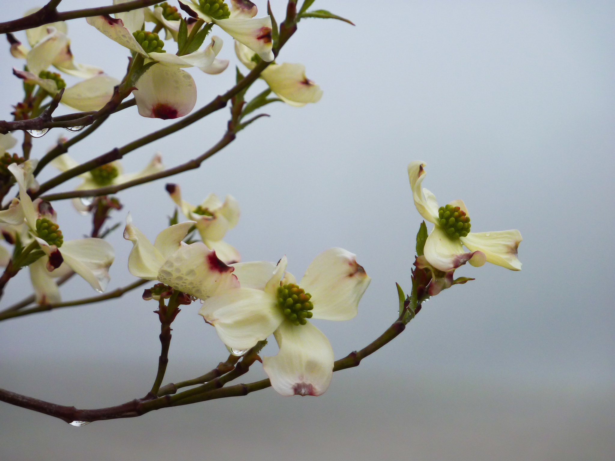 Panasonic DMC-ZS1 sample photo. Spring time blossom photography