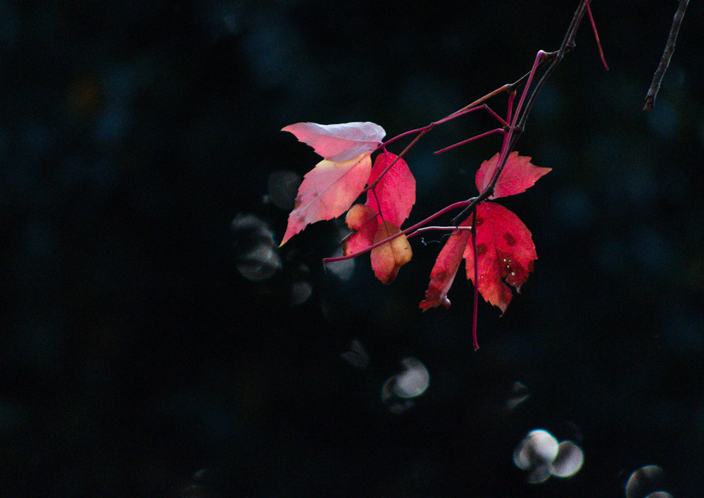 Pentax smc DA 55-300mm F4.0-5.8 ED sample photo. Feuilles d'arbre photography