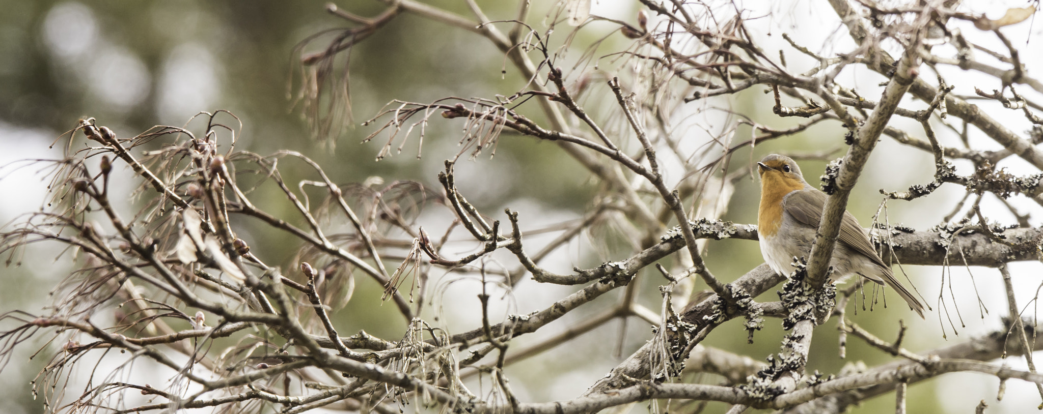 Sigma 150-500mm F5-6.3 DG OS HSM sample photo. Robin photography