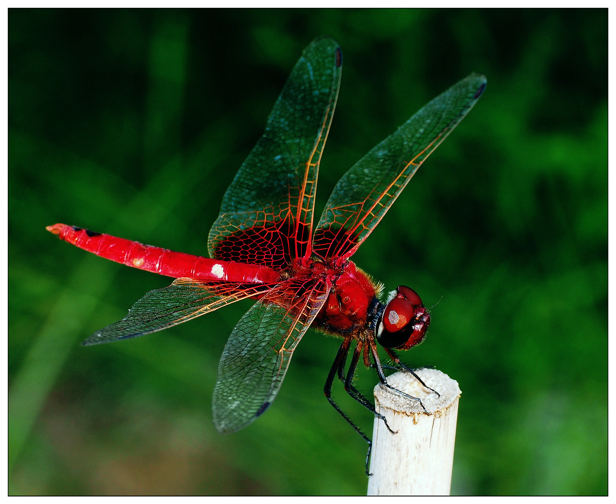 Beautiful Red Dragonfly by Sherman C. - Photo 15111579 / 500px