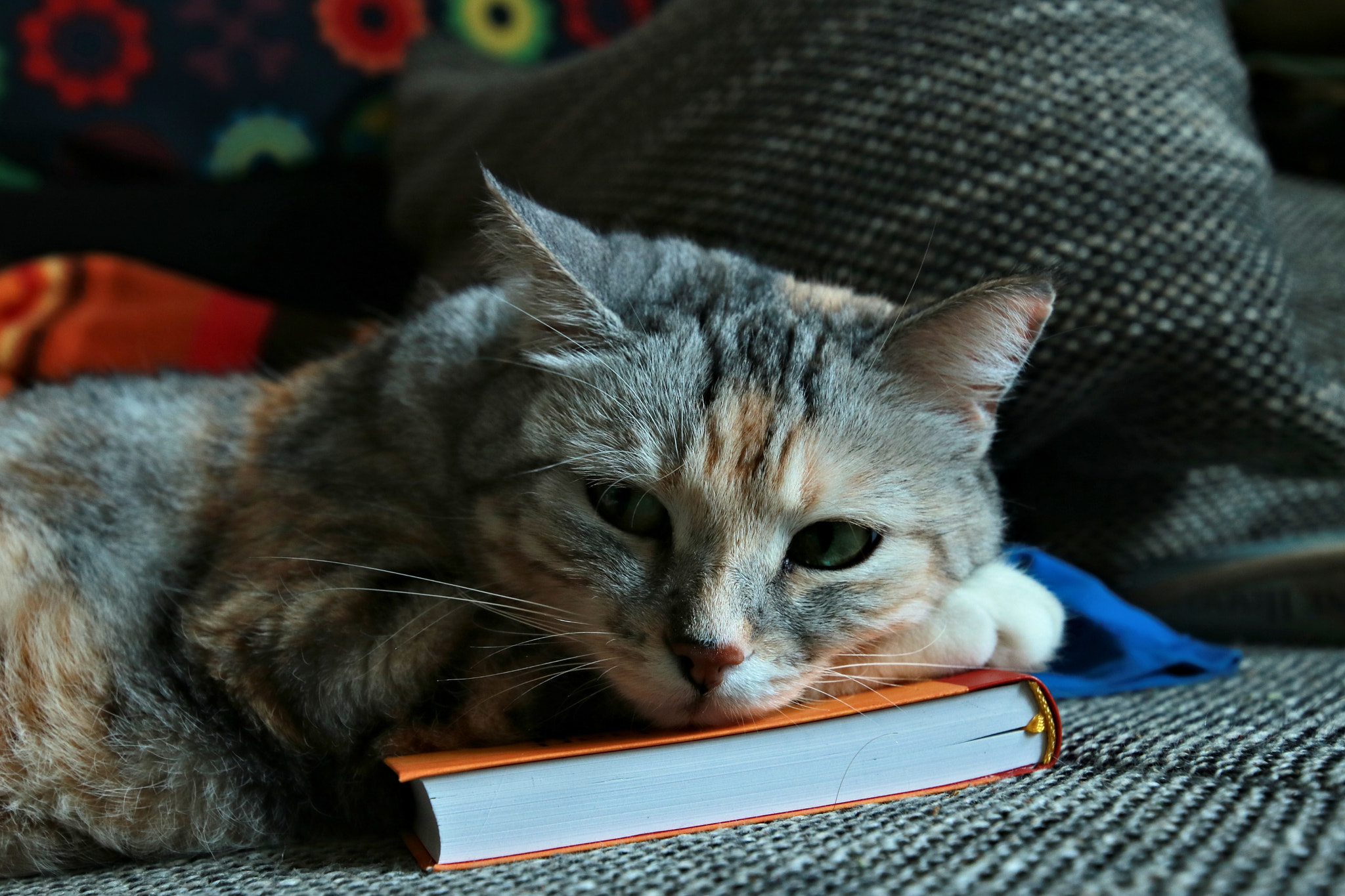 Canon EOS 750D (EOS Rebel T6i / EOS Kiss X8i) sample photo. Das fräulein zenzmayer photography